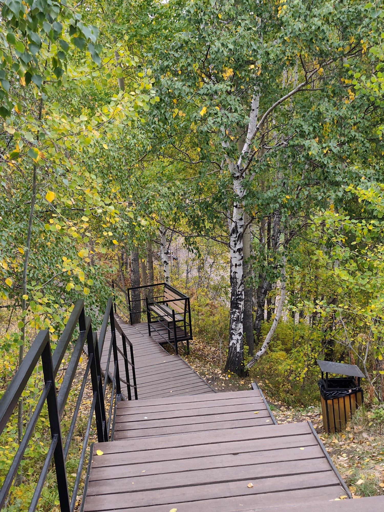 A wooden boardwalk with a black metal railing winds down through a forest in Nikola, Russia, during autumn. The boardwalk is made of weathered brown planks and is partially covered with fallen leaves. Trees with green and yellow leaves line the path, some with white bark. To the right, a black metal bench with a wooden seat is situated on a landing. Further down the path, a trash can with a wooden base and a black metal lid sits near the edge of the boardwalk. The scene is natural and serene, suggesting a public park or hiking trail.