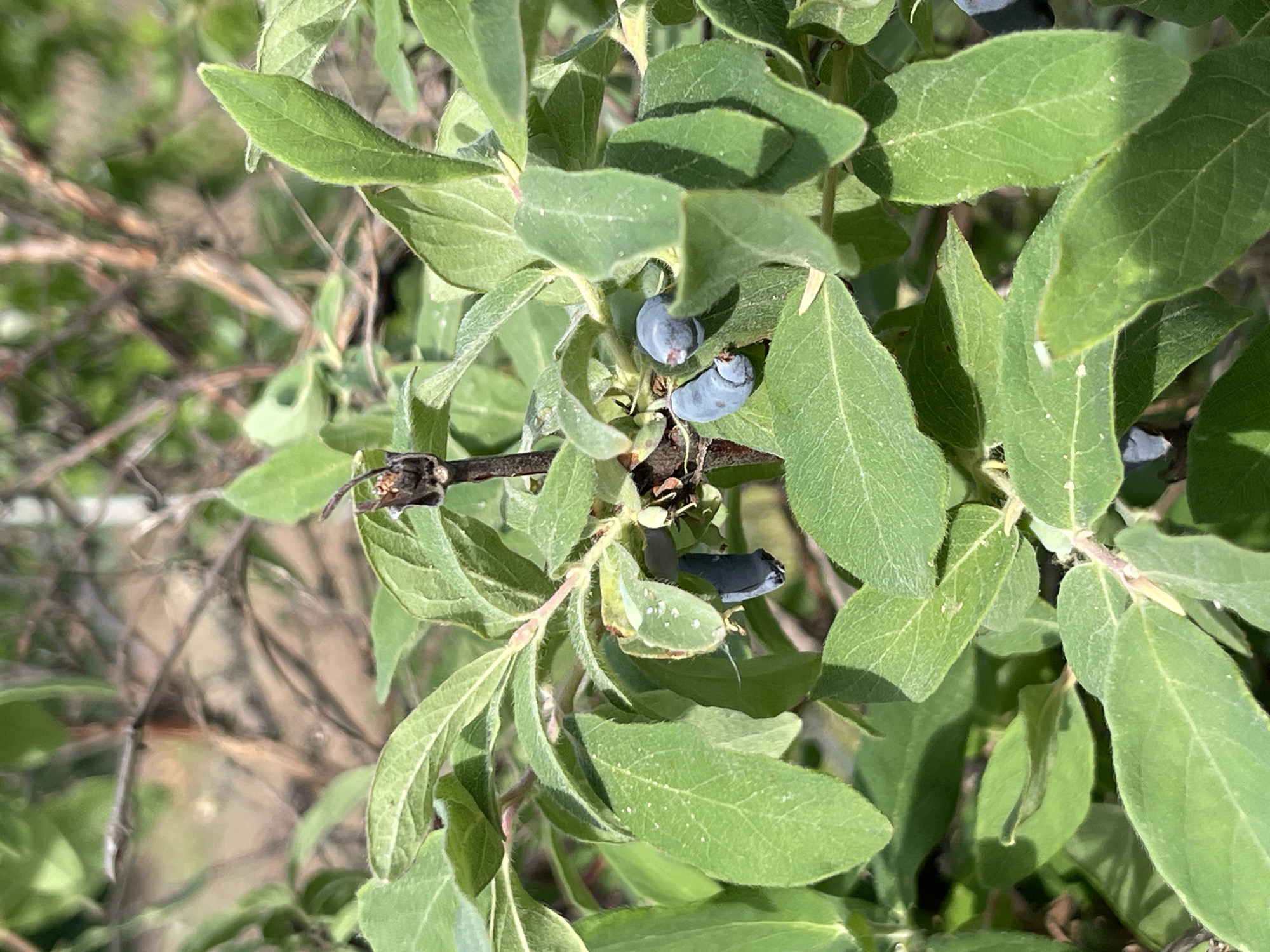 The image shows a close-up of a bush with green leaves and several dark blue berries. The leaves are oval-shaped with visible veins. The berries are elongated and appear to be growing directly on the branches. The background is blurred, with other plants and branches visible. The photo was taken in Перевозное, Russia.