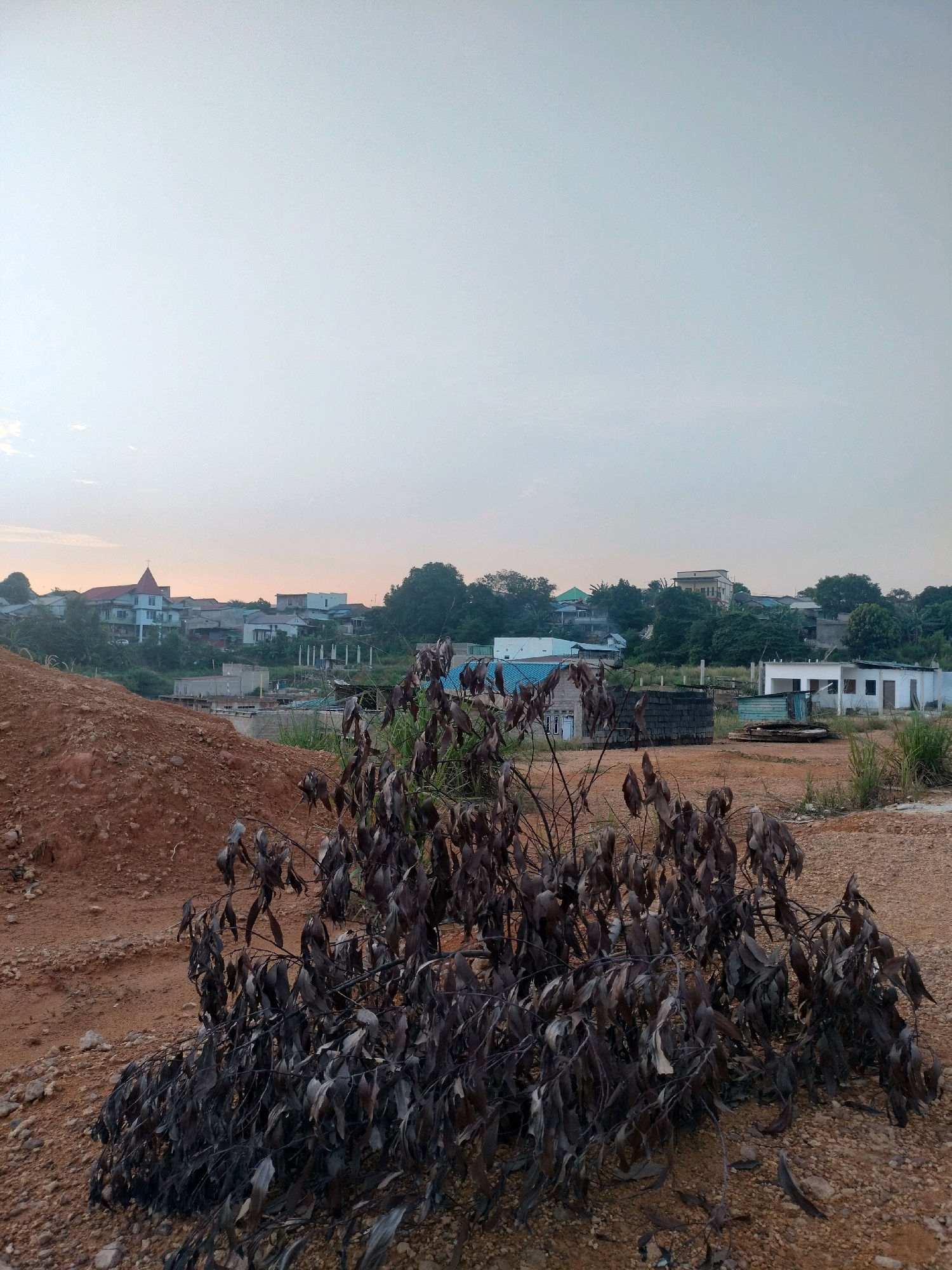 The image depicts an outdoor scene in Batam, Indonesia, characterized by a dry, arid landscape and a developing urban environment. In the foreground, a small, dead bush with dark, shriveled leaves lies on a bed of reddish-brown soil and small stones. The ground slopes upwards to the left, revealing a larger mound of similar soil.
In the middle ground, a row of low-rise buildings and construction sites are visible. Some buildings are complete, with white walls and dark roofs, while others appear to be under construction with visible scaffolding and concrete structures. The area is a mix of uncultivated land and signs of development.
The background showcases a residential area with houses of varying architectural styles and colors, interspersed with trees. A prominent building with a red-tiled roof and a steeple, possibly a church, is visible on the left side of the background. The sky is a pale, hazy blue, suggesting it might be early morning or late afternoon. The overall impression is one of a semi-developed area experiencing growth and change, with a stark contrast between the natural, dry environment in the foreground and the human-built structures in the distance.