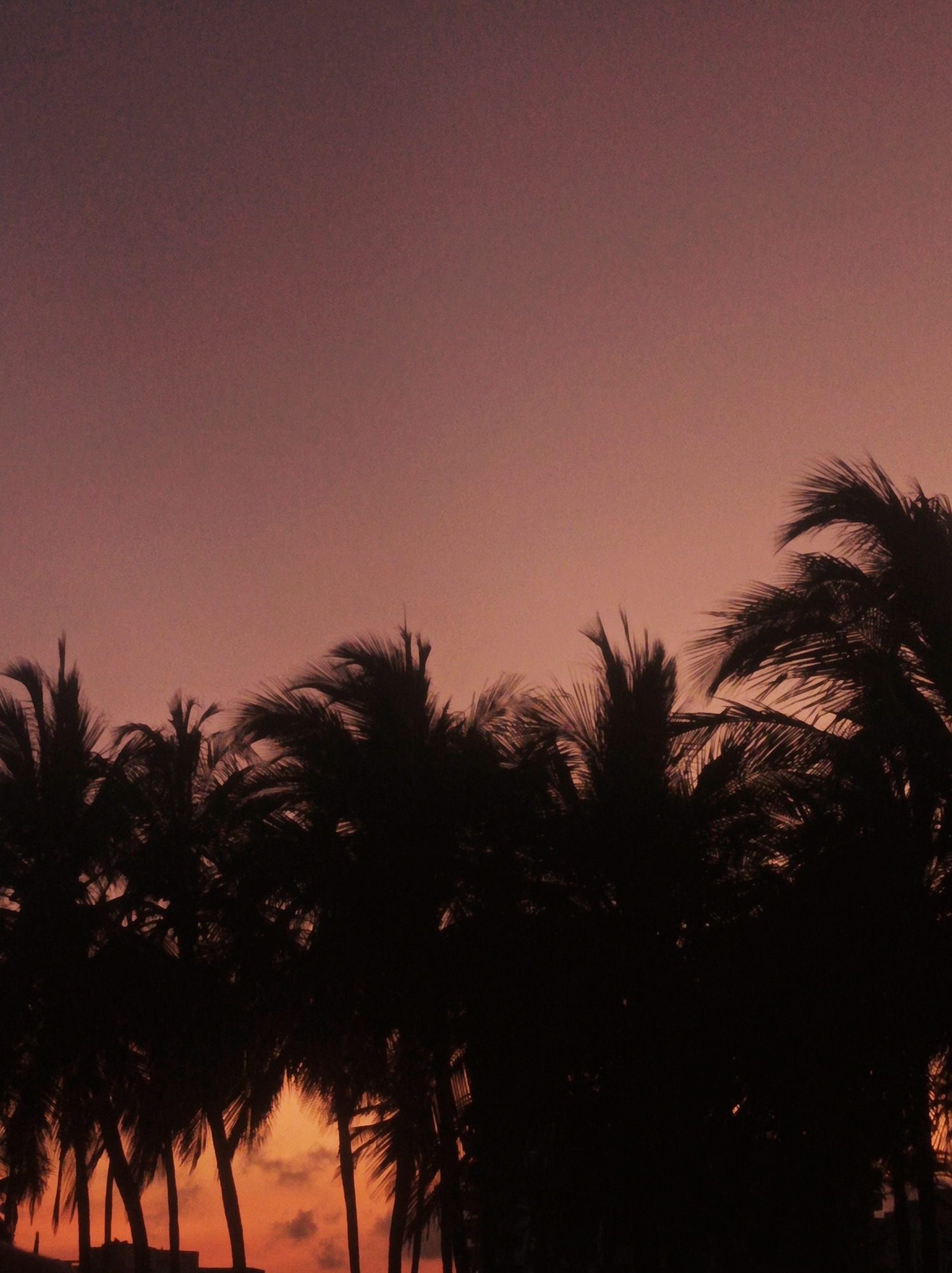 The image depicts a silhouetted row of palm trees against a dusky pink sky. A faint orange glow is visible near the horizon between the trunks of the trees. The scene appears to be a sunset or sunrise. The location is Porlamar, Venezuela.