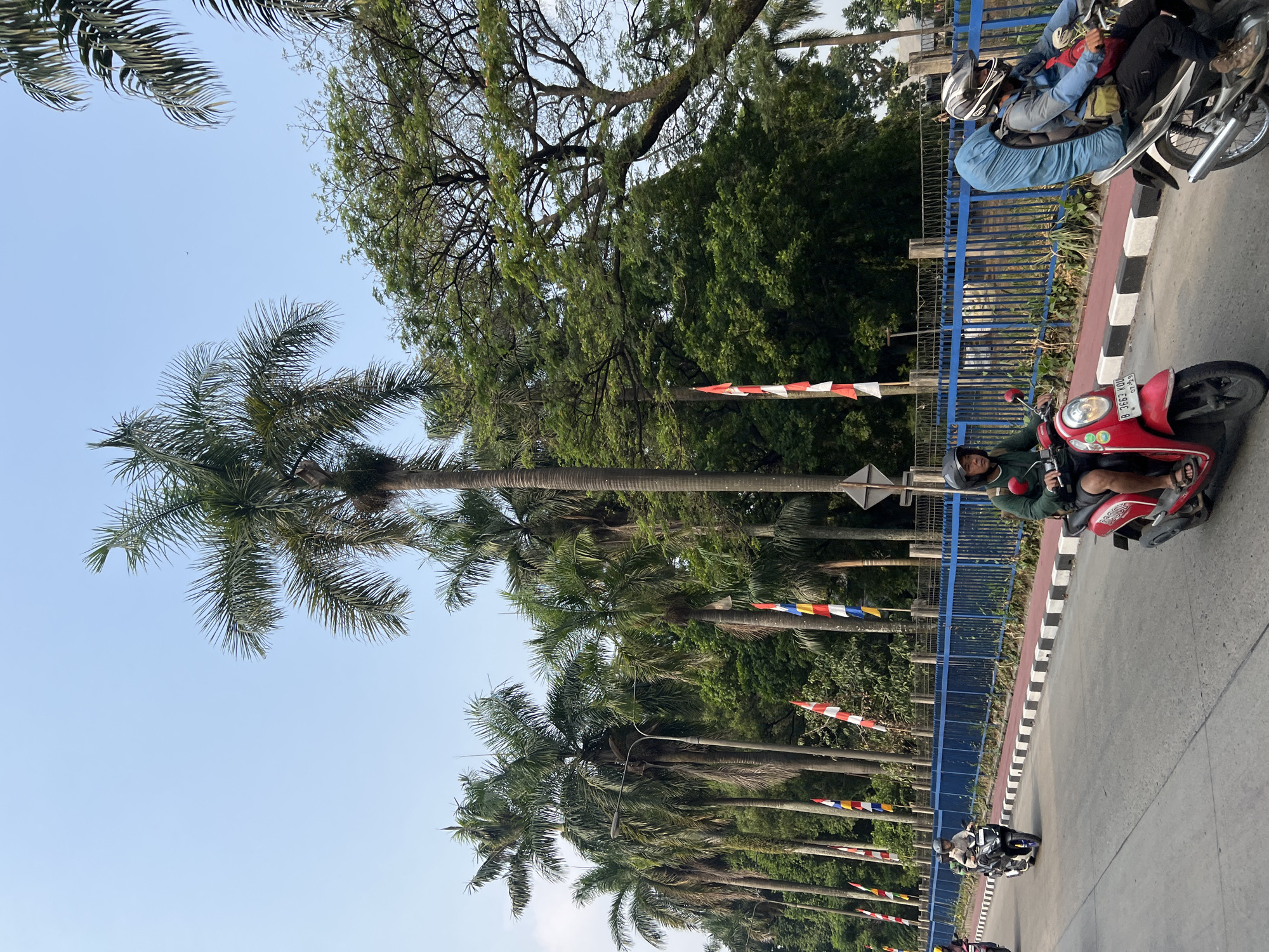This image depicts a street scene in Citeureup, Indonesia, with a row of palm trees lining the left side of the road. The road has two lanes of traffic, with several motorcycles riding on it. On the right side of the road, there is a blue metal fence, behind which is lush green foliage. Several flags with red and white stripes are displayed along the fence. The sky is clear and blue, suggesting it is daytime. One motorcycle in the foreground has a red body and is ridden by a person wearing a green jacket and a helmet. To the right of this, another motorcycle carries a rider with a large blue backpack. Another motorcycle, black in color, is seen further back on the road, and a fourth, partially visible, is on the far left. The environment appears to be a well-maintained urban area with a focus on natural elements like the prominent palm trees.