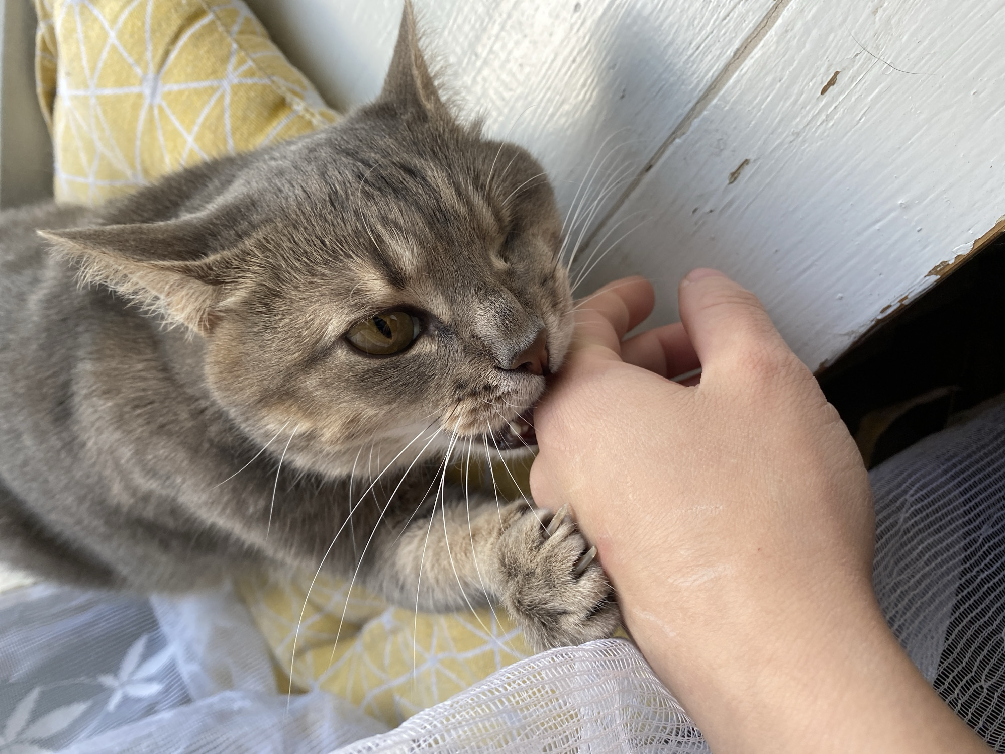 A grey cat is biting a human hand. The cat's claws are extended and digging into the skin. The cat is lying on a yellow pillow with a white geometric pattern. The pillow is on a white wooden surface. A white sheer curtain with a floral pattern is to the left of the cat. The scene appears to be indoors, possibly near a window.