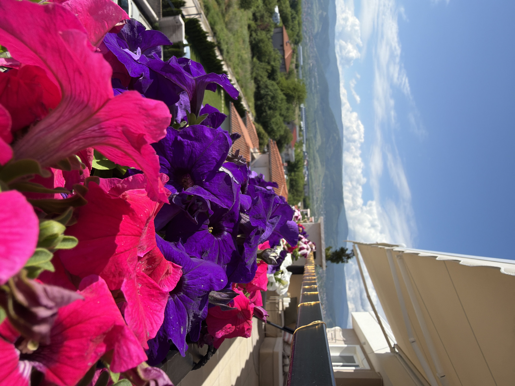 The image presents a close-up view of vibrant pink and purple flowers in a planter, likely on a balcony or ledge. The flowers are in full bloom and fill the left side of the frame. Behind the flowers, there is a panoramic view of a landscape with mountains, a town with buildings, and a bright blue sky with scattered clouds. In the foreground on the right side of the frame, there is a beige awning or sunshade. The photograph seems to be taken on a sunny day in Plovdiv, Bulgaria. The location of the image is a building with a balcony.