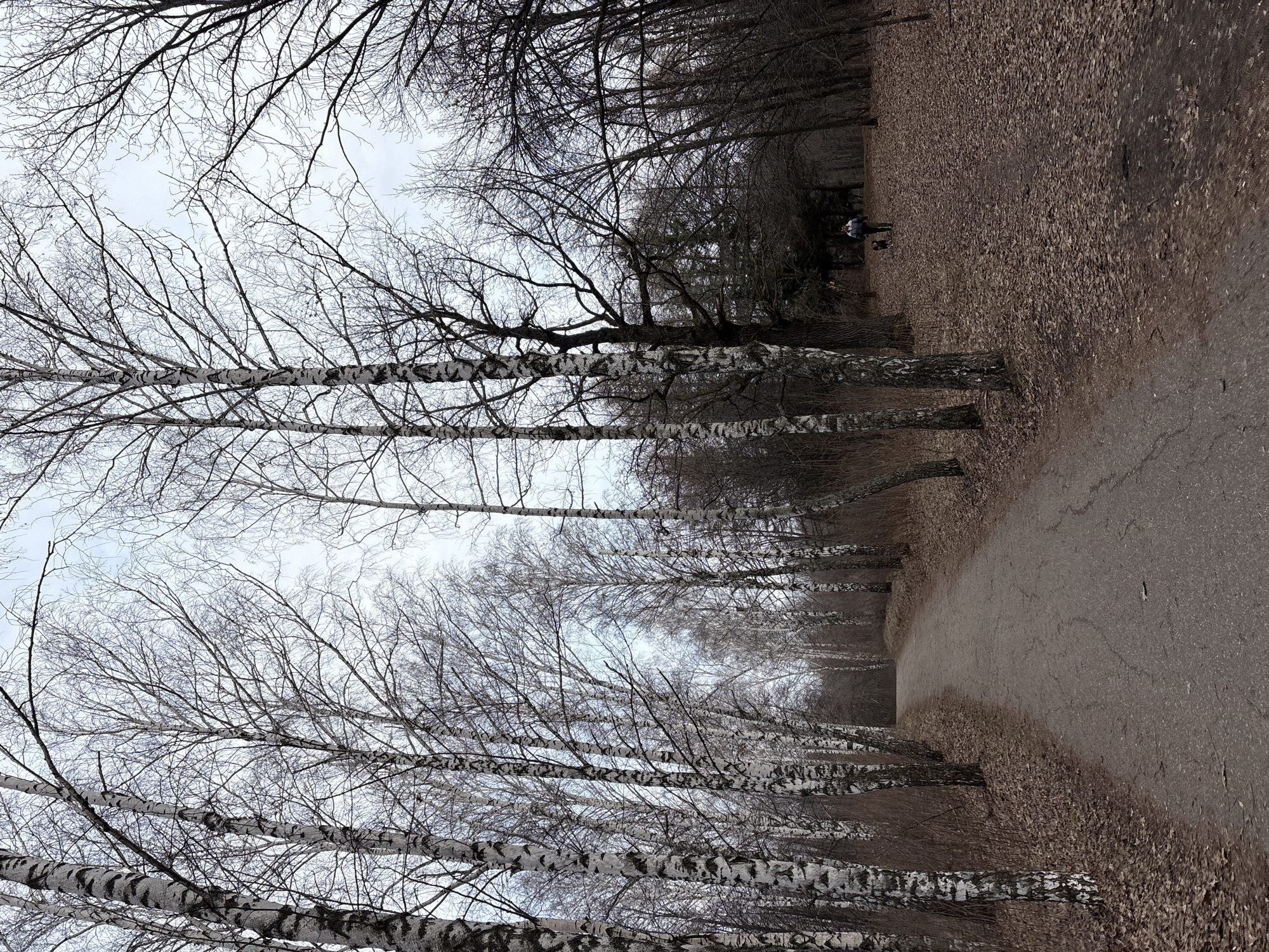 The image depicts a path in a park in Ulyanovsk, Russia. The path is lined with birch trees, their distinctive white bark contrasting with the brown of the leaves on the ground. In the background, two individuals are walking together in the park. The sky is overcast. The photograph appears to have been taken during the late fall or early spring when the leaves have fallen but there is no snow cover.