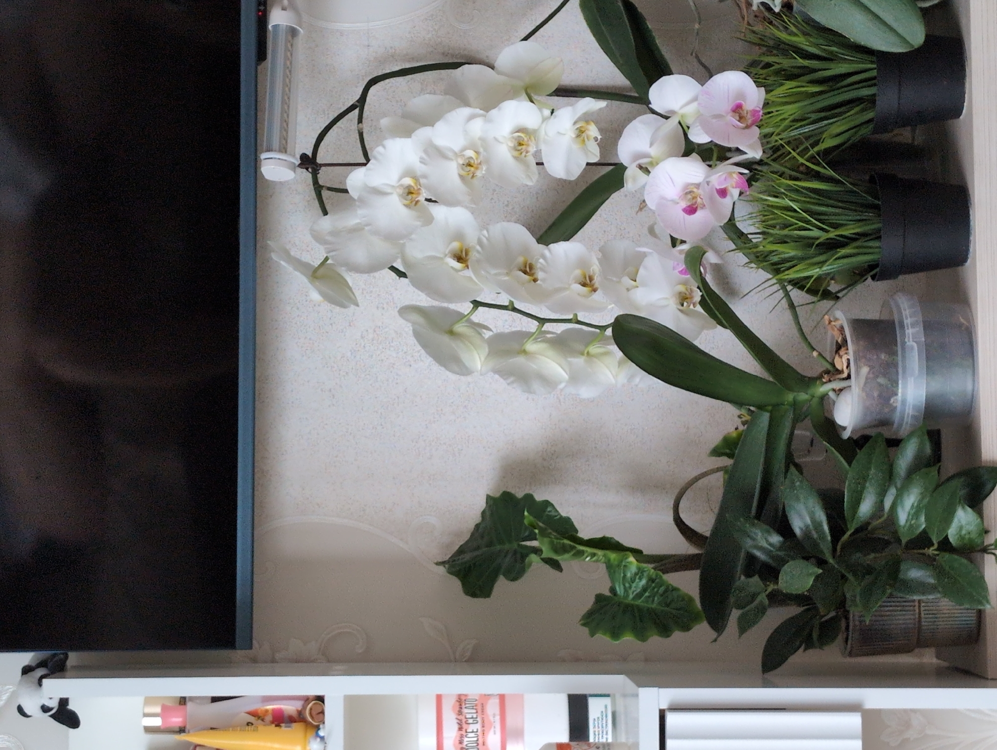 A photograph taken indoors displays a collection of items placed on a white shelving unit, likely mounted on a wall. The objects include a large, flat-screen television positioned to the left, a white Phalaenopsis orchid with cascading blossoms in the center, two small black pots filled with artificial green grass, a translucent plastic container, an Alocasia, and a Hoya plant. The shelves beneath contain various consumer products such as toiletries and cosmetics. Given the composition of household items, the photograph was likely taken in a residential setting. The location within the city of Izhevsk, Russia, cannot be verified from the image.