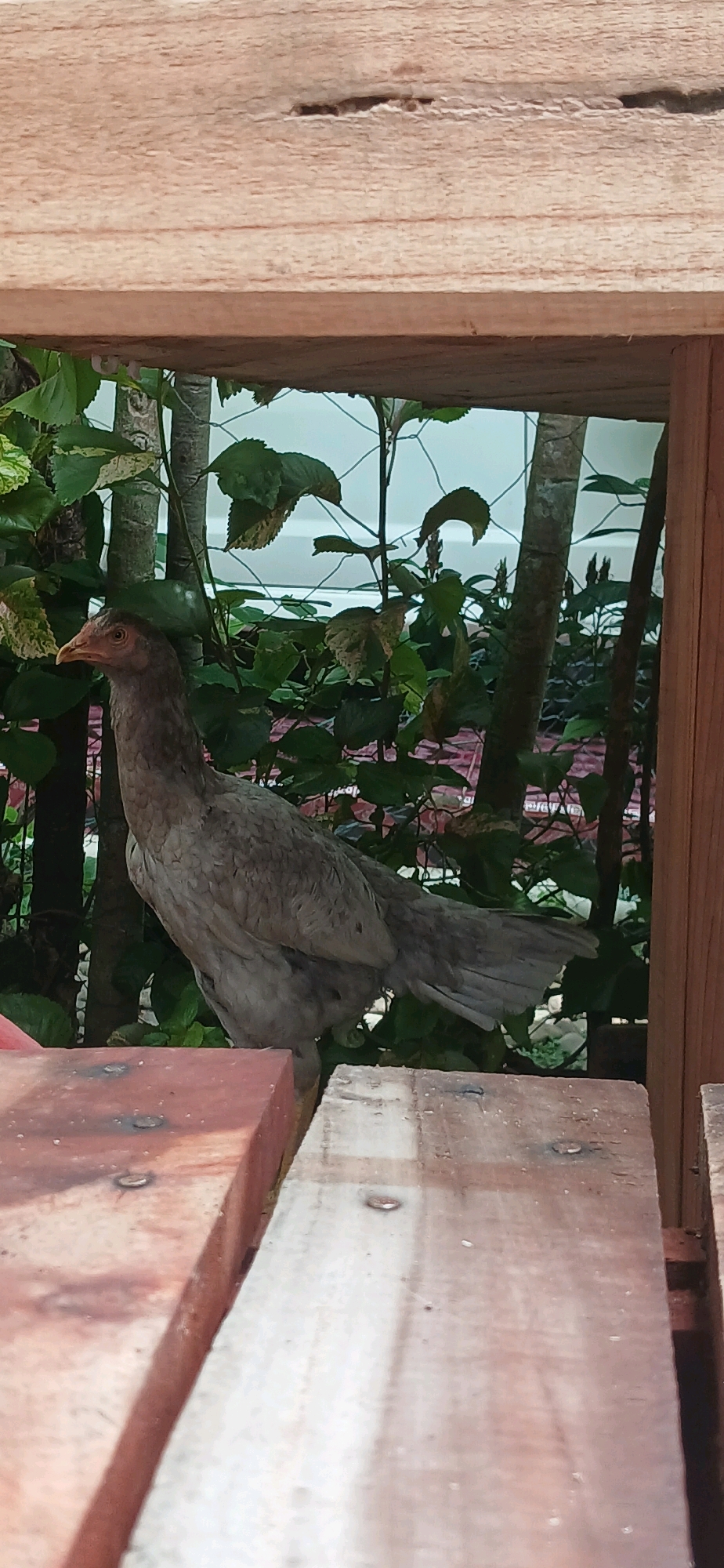 A young chicken stands on a wooden platform, facing left, with its head turned to the right. The chicken has light gray and brown feathers and a yellow beak. It is positioned within a wooden structure that frames the scene. In the background, lush green foliage and tree trunks are visible, with a light blue sky peeking through the leaves. A fine mesh or netting is also present behind the vegetation. The foreground consists of two wooden planks, one reddish-brown and the other lighter in color, with visible nail heads. The setting appears to be an outdoor environment, possibly a backyard or a garden area, in Darussalam, Indonesia.