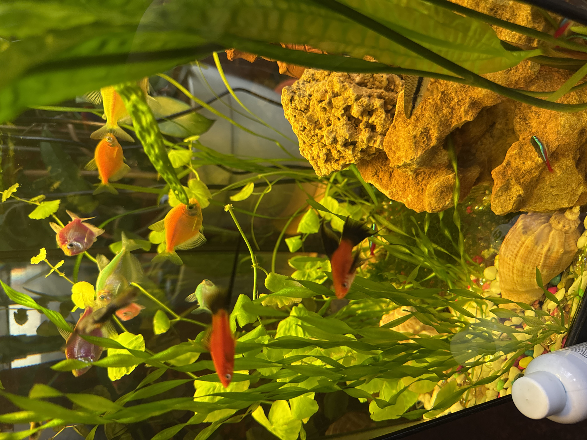 The image shows a vibrant aquarium filled with various species of small, colorful fish swimming among lush green aquatic plants. The water has a slightly yellowish tint, typical of some freshwater aquariums. Several fish are visible, including bright orange and yellow varieties, as well as some with purple and green coloration. There are also small, slender fish with red and blue stripes, likely neon tetras. The aquarium floor is covered with small, multi-colored pebbles, and a large, light brown seashell is partially visible. Two prominent rock formations, one a rough, porous, yellowish-orange structure and the other a darker, smoother piece, add texture and depth to the underwater landscape. A white bottle with a white cap is positioned in the lower left corner of the frame, suggesting recent maintenance or addition of aquarium products. The overall scene is one of a well-maintained and lively aquatic environment. There is no discernible location in the city of Mykolaiv, Ukraine, as the image is confined to the interior of an aquarium.