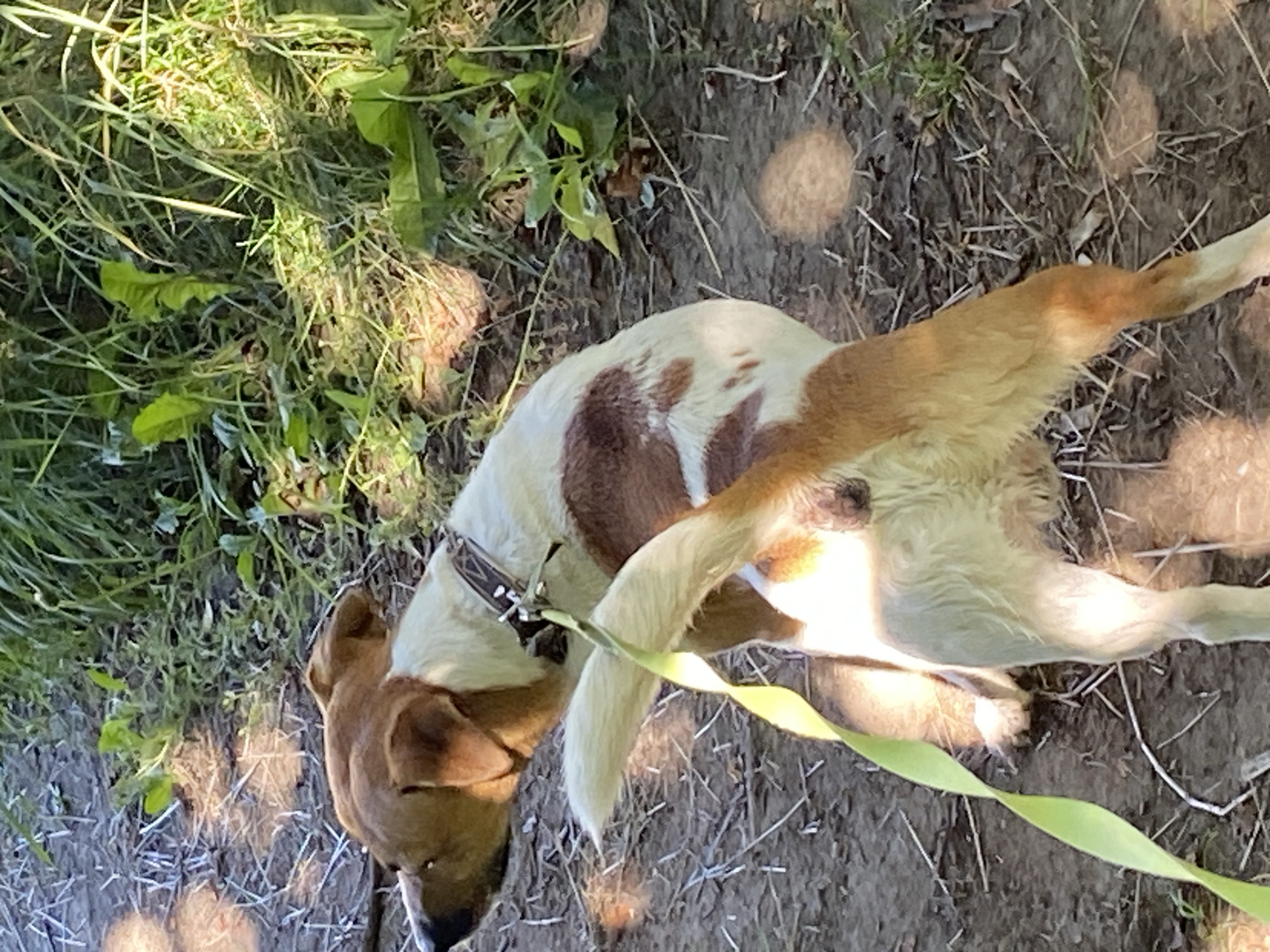 A medium shot photograph captures a brown and white dog on a dirt path next to tall green grass. The dog, wearing a collar and a bright yellow leash, is facing away from the camera with its tail raised. Sunlight casts dappled shadows on the ground and the dog's fur. The environment appears to be a park or natural area. There is no indication of this location being in Saint Petersburg, Russia.