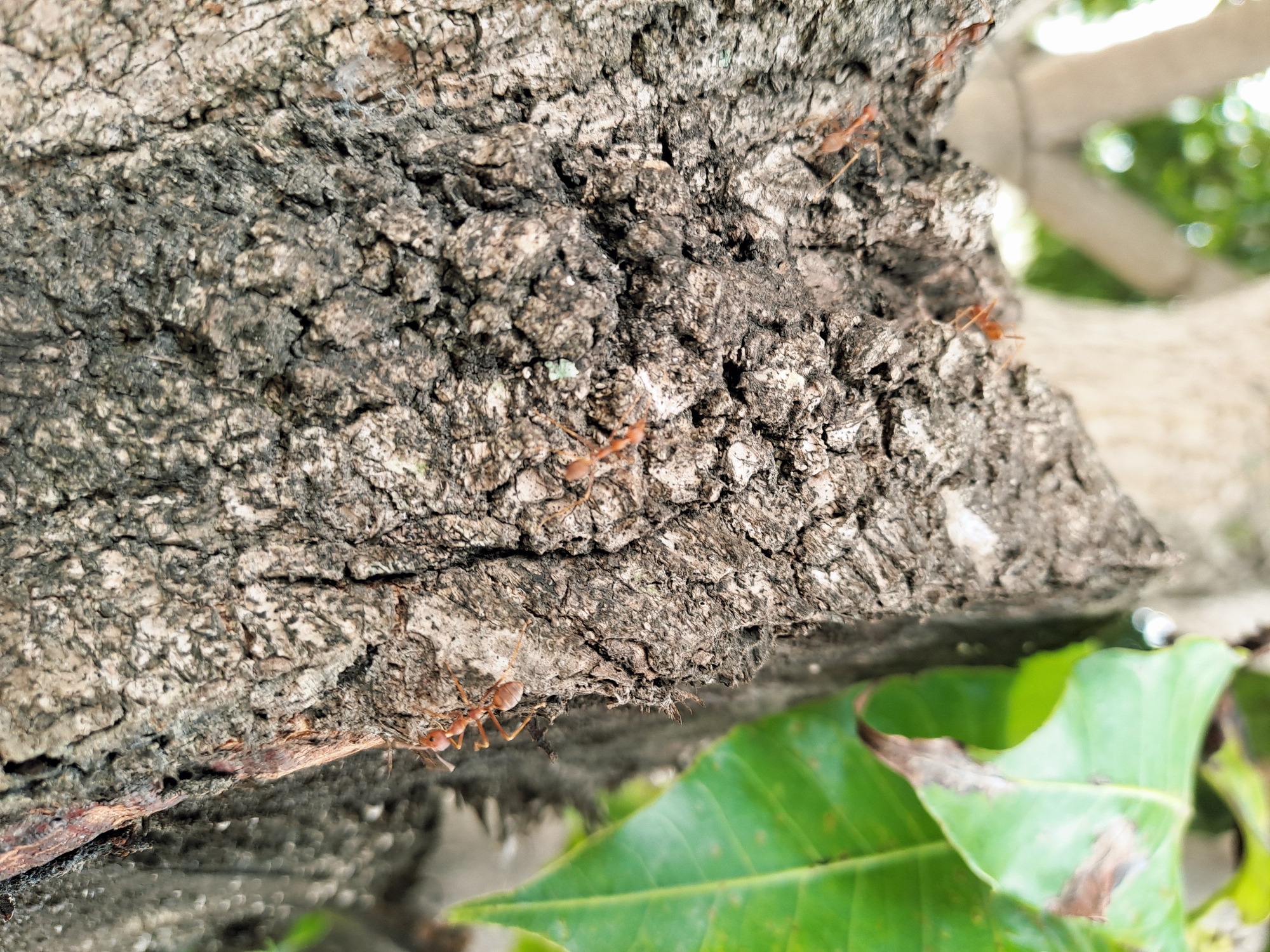 This is a close-up, horizontal, eye-level shot of several red ants on the rough, grey bark of a tree. The bark has many deep crevices and a textured, weathered appearance. The ants, which are small and reddish-orange, are scattered across the surface of the bark, with some appearing to be in motion. In the lower right and bottom of the frame, there are vibrant green leaves, suggesting an outdoor, natural setting, possibly a tropical or subtropical environment. The background is softly blurred, showing hints of more foliage and light, suggesting it is daytime and possibly sunny. There is no visible text in the image. The overall impression is one of observing small creatures in their natural habitat.