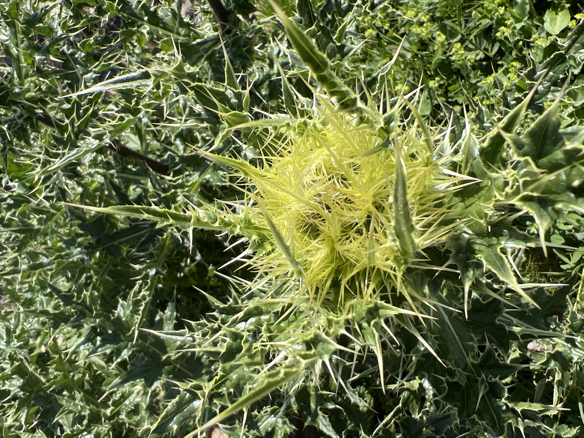 The image shows a close-up view of a thorny plant with spiky leaves. The plant is predominantly green, with some areas of yellowing and lighter green, especially towards the center where a bud or flower is forming. Numerous sharp, white spines protrude from the edges and surfaces of the leaves and stems, giving the plant a formidable appearance. The background consists of more of the same plant and some smaller green vegetation, suggesting it is growing outdoors. There is no indication of a specific location within the city of Aragats, Armenia, or any people, actions, or interactions. The scene is purely botanical and natural.
