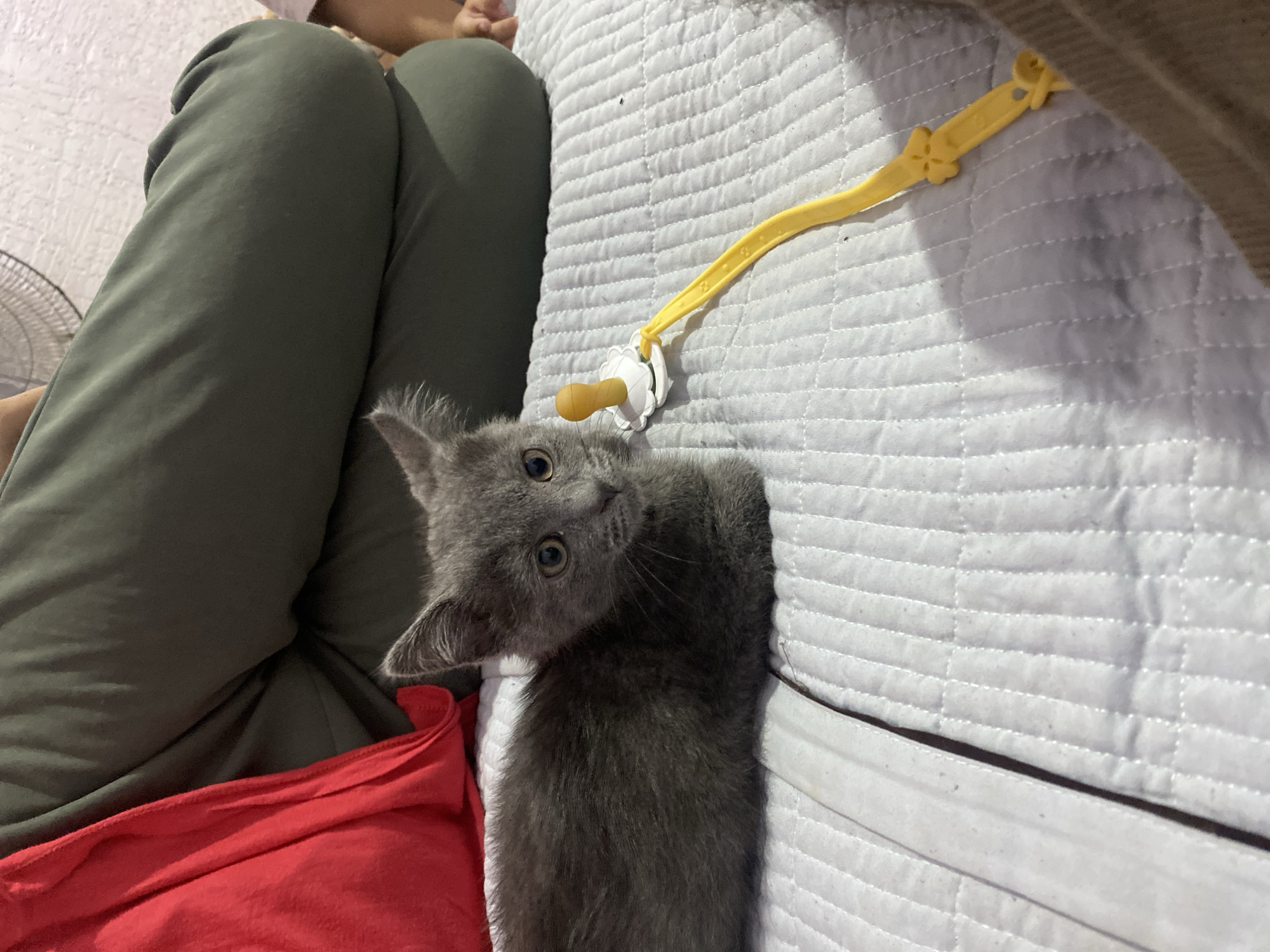 The image shows a close-up of a small, grey kitten lying on a white quilted surface. The kitten is facing the camera, with its head tilted to the side, and appears curious. Its eyes are wide open, and its ears are perked up. To the left of the kitten, a person's legs are visible, dressed in olive-green pants. A flash of red fabric, possibly a shirt or blanket, is also visible beneath the kitten.
Above the kitten and to the right, a yellow pacifier with a white and yellow clip is attached to the quilted surface. The pacifier has a yellow nipple and a white, scalloped shield with floral-shaped cutouts. A yellow ribbon or strap connects the pacifier to the clip, which also has floral embellishments. The quilted surface appears to be a blanket or mattress cover, with a textured pattern of raised lines.
The lighting suggests an indoor setting, possibly during the daytime. The overall mood is one of domestic tranquility and innocence, with the kitten as the central focus of attention. The image is taken from a slightly elevated angle, looking down at the scene. No visible text is present in the image.
