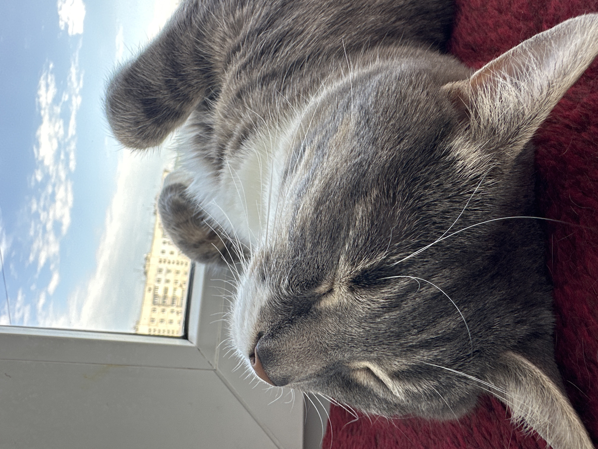 A close-up, horizontal, eye-level shot shows a grey tabby cat sleeping soundly next to a window. The cat is curled up, with its head resting on a red, textured surface, likely a blanket or pillow. Its eyes are closed, and its face is relaxed, suggesting a peaceful sleep. White whiskers fan out from its nose and cheeks.
Through the window, a bright blue sky with fluffy white clouds is visible. In the distance, a city skyline with numerous buildings can be seen. The presence of the sky and the cityscape suggests the cat is indoors, likely in an apartment or house with a view. The lighting indicates it is daytime, possibly late morning or afternoon, given the brightness of the sky. The scene evokes a sense of calm and domestic comfort, with the cat enjoying a nap in a safe and sunny spot. There is no visible text in the image.