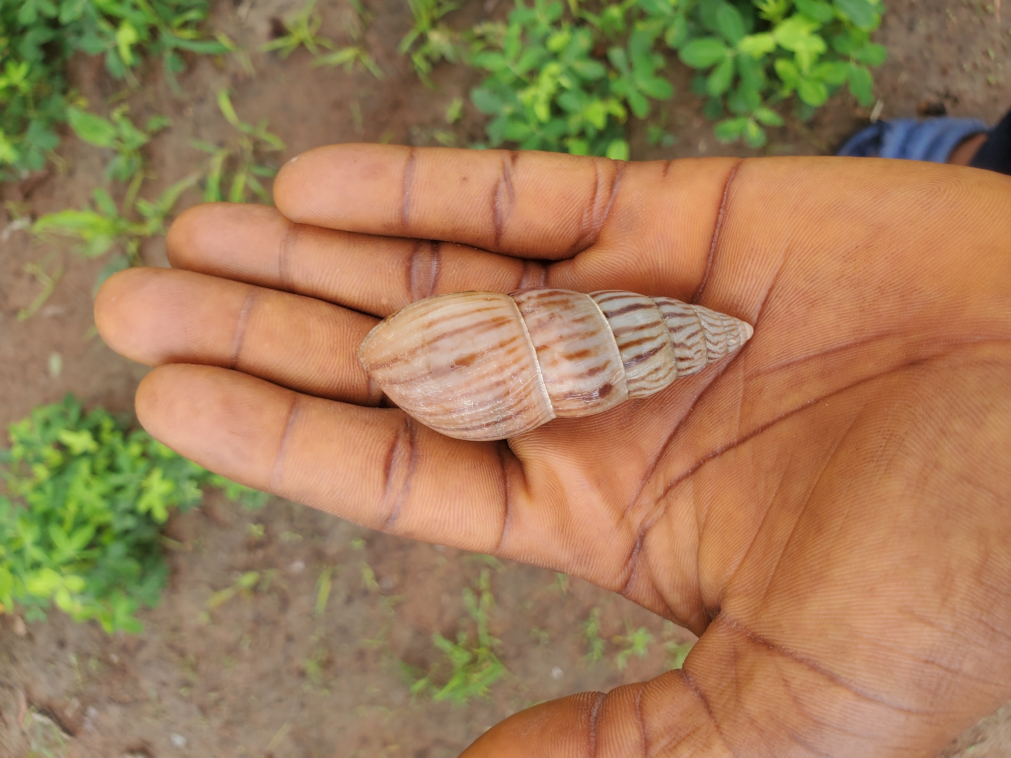 In Mararaba, Nigeria, a human hand, with its skin exhibiting clear lines and pores, cradles a single, elongated snail shell. The shell, predominantly light brown with subtle darker bands, spirals to a pointed apex. It rests horizontally across the palm, with the fingers curled slightly beneath it. The background consists of reddish-brown soil interspersed with small green plants, suggesting an outdoor, possibly rural or semi-rural setting. A portion of a dark blue and black sandal is visible in the lower right corner of the frame. The lighting is natural, casting soft shadows and illuminating the texture of both the hand and the shell.
