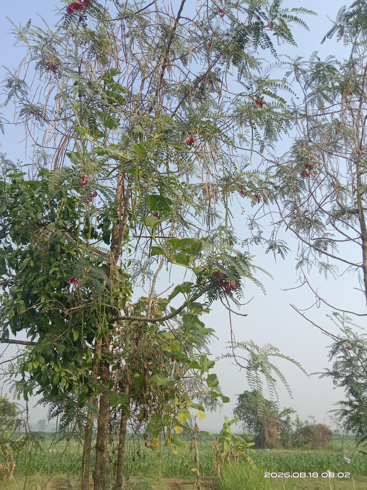 In the rural outskirts of Banyuarang, Indonesia, a cluster of trees dominates the frame against a hazy sky. The main subject is a mature tree with a dense canopy of green leaves and numerous hanging pods, some appearing dry and elongated, others more juvenile and slender. Clusters of small, red flowers with distinctive petal structures are visible among the foliage, indicating the presence of a flowering species, possibly Sesbania grandiflora, also known as the hummingbird tree or agati. The tree's trunk is segmented, with multiple upright stems visible, suggesting a multi-trunked growth habit. Vines with larger, heart-shaped leaves intermingle with the tree's branches on the left side of the image.
In the background, a field of green crops, likely young corn plants, stretches towards the horizon. Other trees and vegetation are sparsely scattered, creating a natural, untamed landscape. The overall atmosphere is serene, with the soft light and diffused background suggesting it might be early morning or late afternoon. The timestamp in the lower right corner, "2026.08.18 08:02", provides a temporal reference for the scene. No people are present in the image, and no specific actions or interactions are depicted. The focus is solely on the natural environment and the flora.