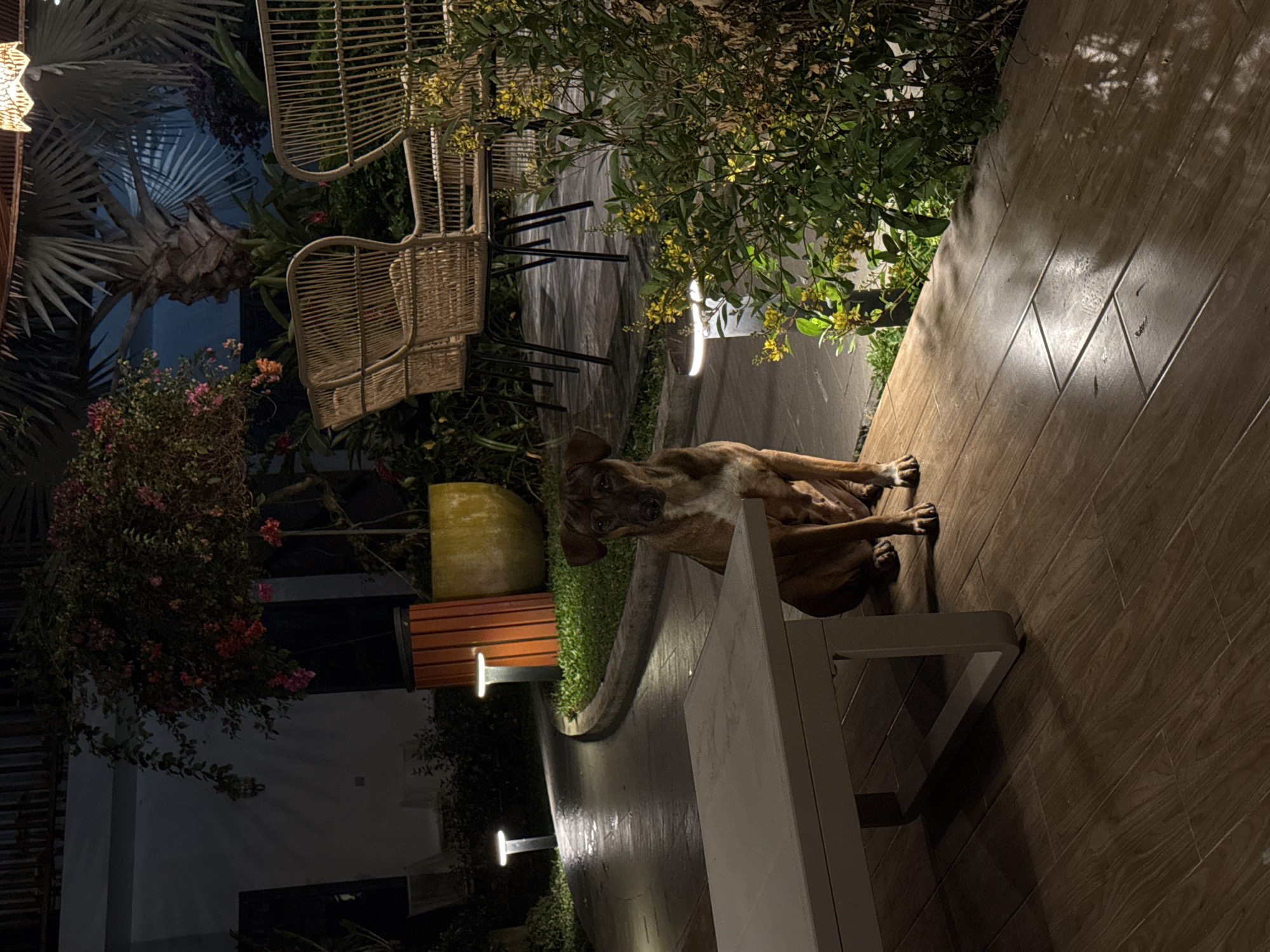 The image depicts a tranquil outdoor scene at night, likely in Phú Quốc, Vietnam. A brown, brindle-coated dog, possibly a boxer or pitbull mix, is the central subject. It lies comfortably on its side on a light brown wooden slatted deck, with its head slightly raised and looking directly towards the viewer.
The setting is a lush garden area featuring tropical plants and modern outdoor furnishings. To the left of the dog, an arrangement of tropical greenery includes large palm fronds and bushes with vibrant pink and red flowers. Two woven rattan chairs, one stacked atop the other, are visible among the foliage, suggesting a seating area. Further into the background, more green plants with clusters of small yellow flowers add texture to the scene.
The area is illuminated by artificial lighting, creating a warm and inviting ambiance under the night sky. Small, modern ground-level lights cast reflections and highlights on the wooden deck and gently illuminate the surrounding plants. A portion of a decorative star-shaped light fixture can be seen in the upper left corner. In the mid-ground, a clean, white, modern bench or table runs horizontally, separating the dog from the lush garden. Other elements include a planter box with orange slatted wood and a large, round, yellowish pot. The overall impression is one of peaceful relaxation in a well-designed outdoor space. No visible text is present.