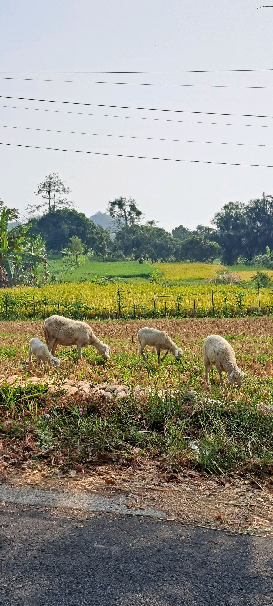 In the city of Pandaan, Indonesia, a pastoral scene unfolds. A flock of four sheep, three adults and one lamb, graze in a dry, grassy field. Their light-colored wool stands out against the muted brown and green tones of the vegetation. In the background, a vibrant green rice field, transitioning to a golden hue, stretches towards a line of lush trees. Power lines crisscross the hazy, pale blue sky, a subtle human intrusion on the natural landscape. The foreground is occupied by a dark asphalt road and a patch of dry grass and leaves. The overall impression is one of rural tranquility and everyday life.