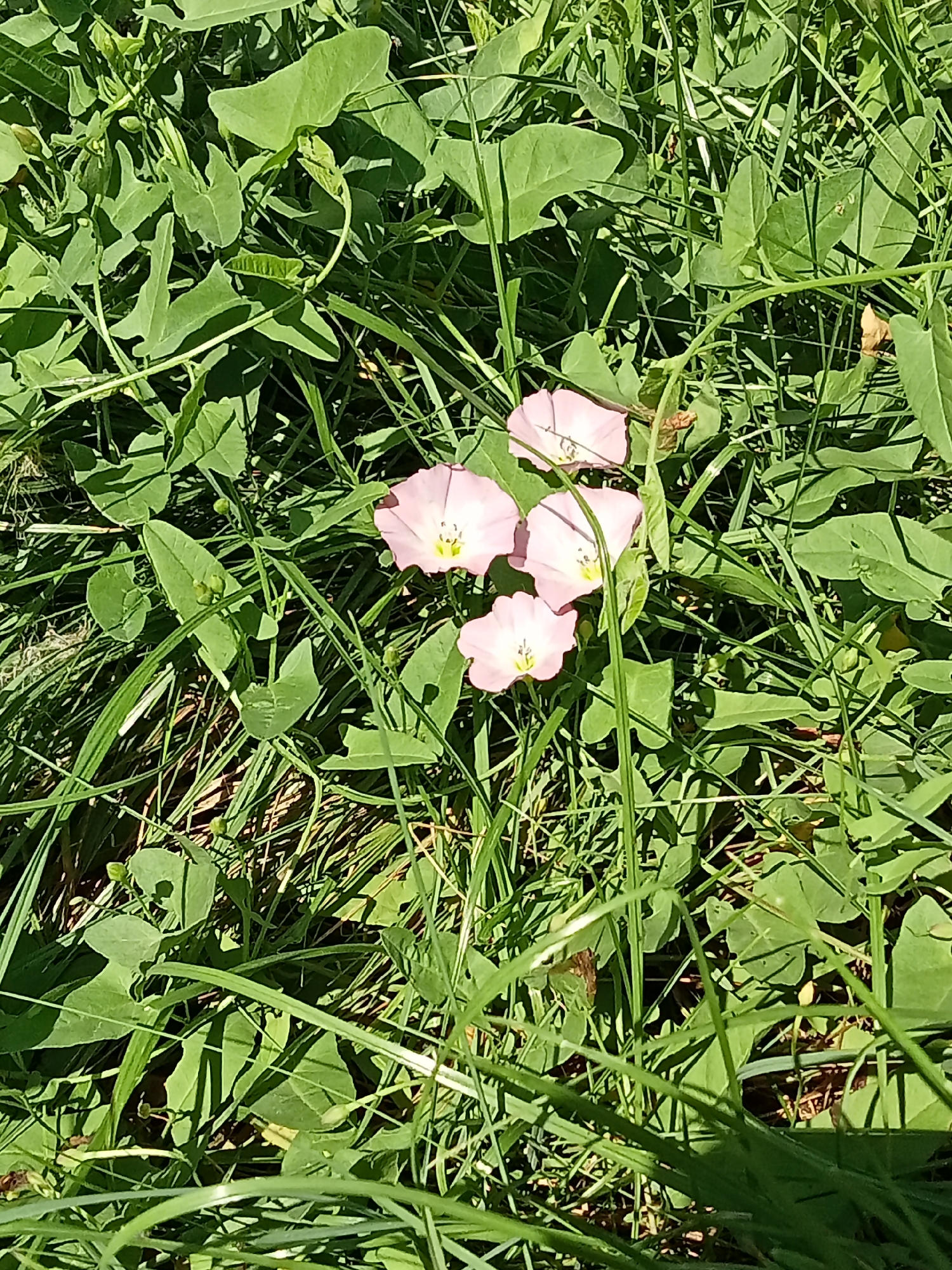 The image shows a cluster of four pink bindweed flowers amidst lush green grass and broad leaves. The flowers, each with a pale yellow center, are in various stages of bloom. Sunlight filters through the foliage, casting shadows. The scene appears to be an outdoor natural setting, likely a park or a less manicured area within the city of Almaty, Kazakhstan, given the general appearance of common wild flora. No people or specific landmarks are visible.