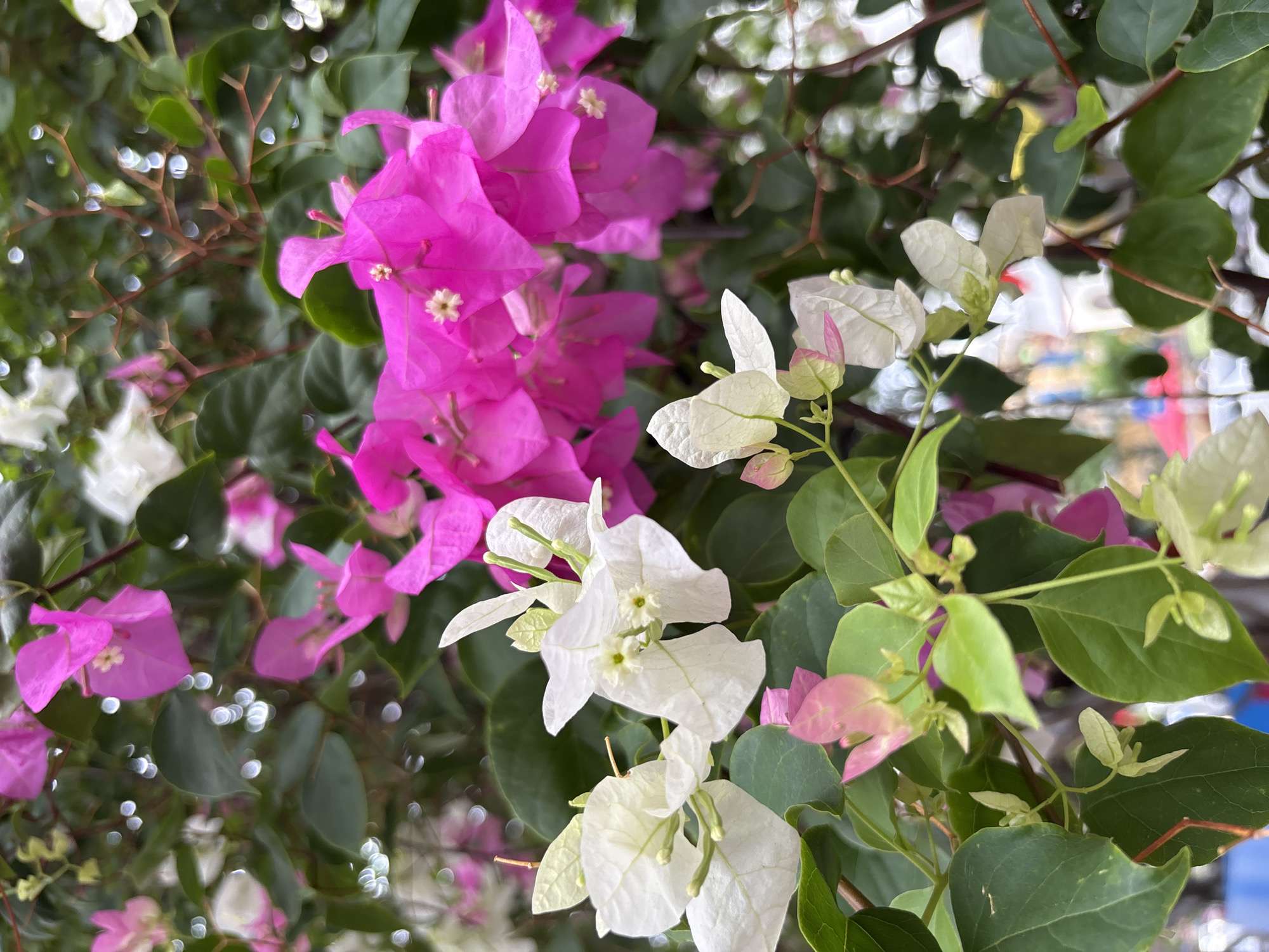 The image captures a close-up, eye-level view of bougainvillea flowers in vibrant shades of fuchsia and white, interspersed with lush green leaves and delicate brown stems. The flowers are in bloom, with some petals appearing slightly translucent and edged with pink. Small, delicate white centers are visible on some of the fuchsia blooms. The background is softly blurred, hinting at a natural environment with hints of bokeh lights. While the exact location in Nha Trang, Vietnam, is not explicitly identifiable from the image alone, the presence of such flowering plants is common in tropical and subtropical urban landscapes, often found in gardens, parks, or lining streets in cities like Nha Trang. No people or specific actions are depicted. The overall scene is serene and focused on the natural beauty of the flowers.