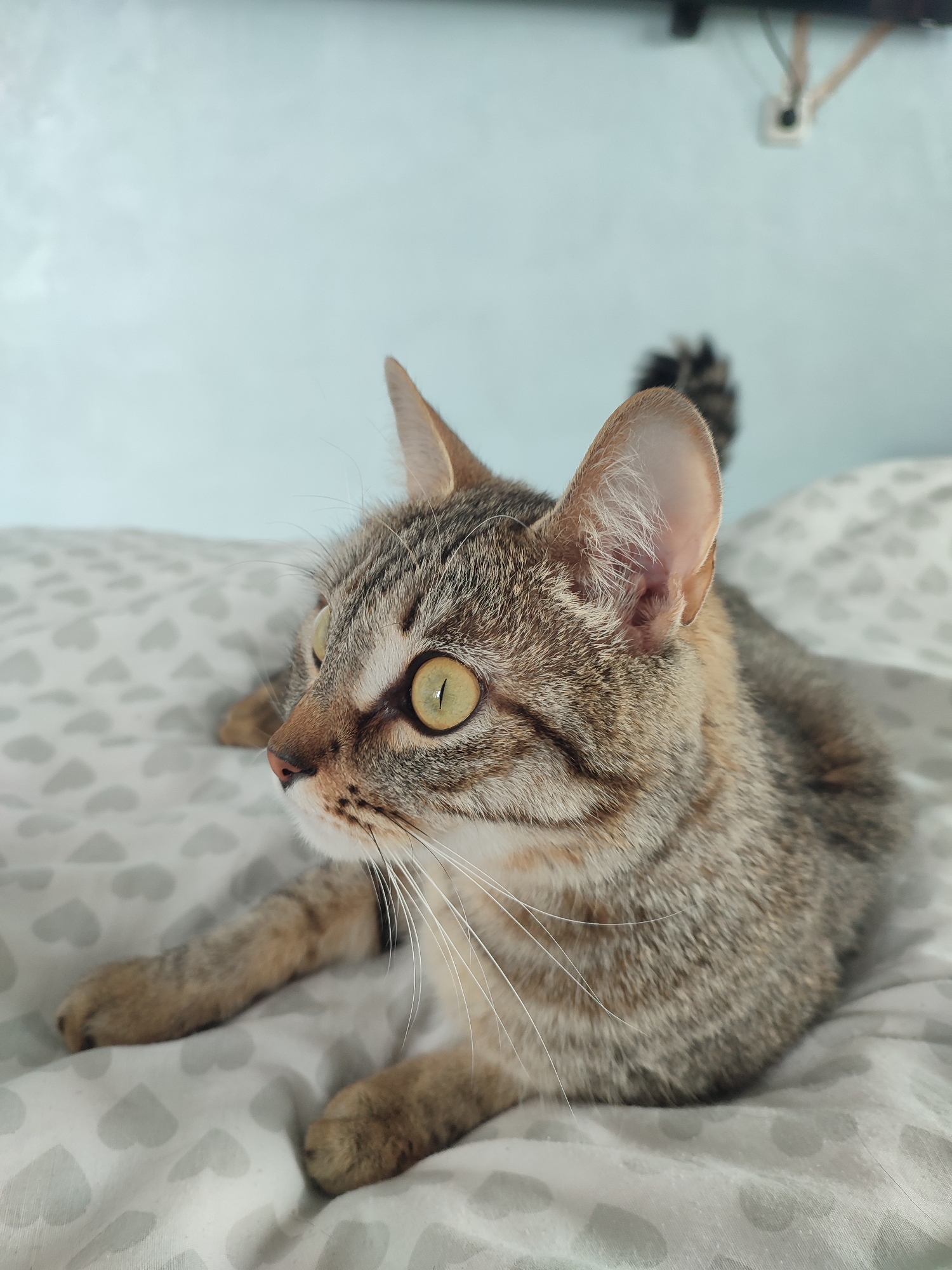 A cat with green eyes and tabby stripes lies on a bed with white sheets patterned with gray hearts. The cat is facing left and appears alert. The background is a pale blue wall with a white electrical outlet. The location is indoors, possibly a bedroom. The location is in the city of Unknown, Unknown.