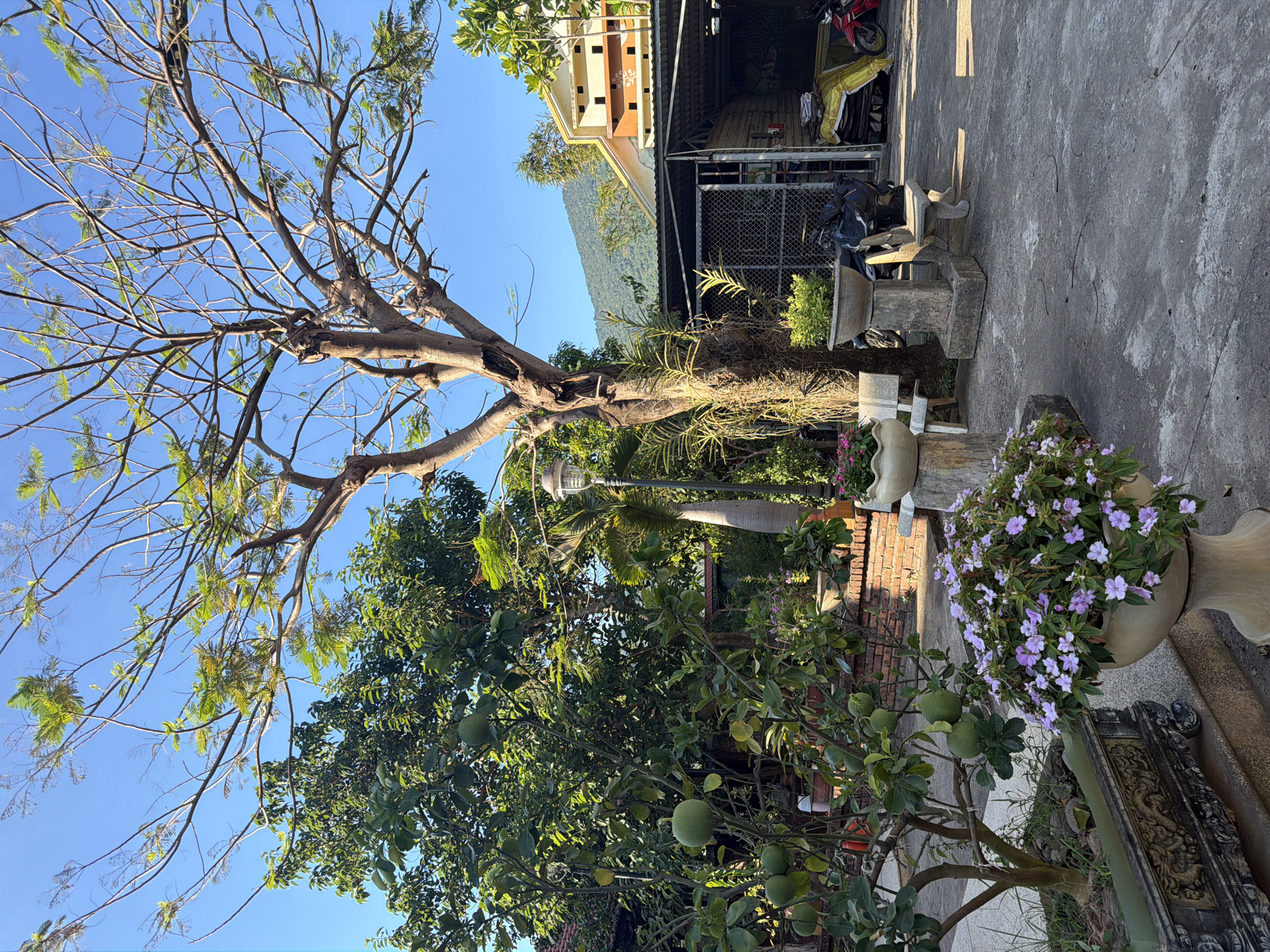 The image presents a residential area in Đà Nẵng, Vietnam. A bare tree with sparse foliage dominates the left side of the frame, contrasting with a lush, green citrus tree bearing several unripe pomelos in the lower foreground. To the right, a large potted arrangement of lavender flowers sits atop an ornate stone base. Behind this, a brick wall and a concrete patio extend towards a garage-like structure with a chain-link fence. Inside the structure, a yellow motorcycle and other covered objects are visible. In the background, a house with white and orange facades is seen, partially obscured by trees, with a mountain visible further in the distance under a clear, blue sky.