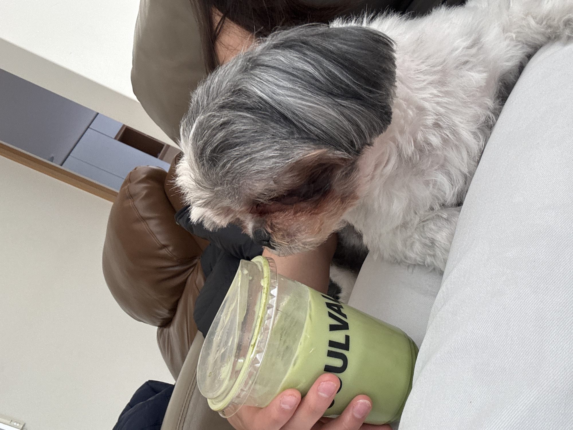 An indoor, close-up, and slightly tilted shot captures a moment of interaction between a person and a small dog. A person's hand holds a clear plastic cup containing a light green beverage, likely a smoothie or matcha drink. The dog, a fluffy companion with black, grey, and white fur, possibly a Shih Tzu, has its head lowered towards the cup, appearing to sniff or intently observe the drink.
The scene is set in what appears to be a cozy domestic environment. In the background, elements of a brown leather armchair or sofa are visible, along with a white wall featuring a wooden detail and a dark grey-blue panel structure. A dark garment, possibly a jacket, is worn by the person. The visible text on the side of the green cup reads "SULVA". The image conveys a relaxed, everyday moment, likely taking place in Puebla, Mexico, as per the provided context.