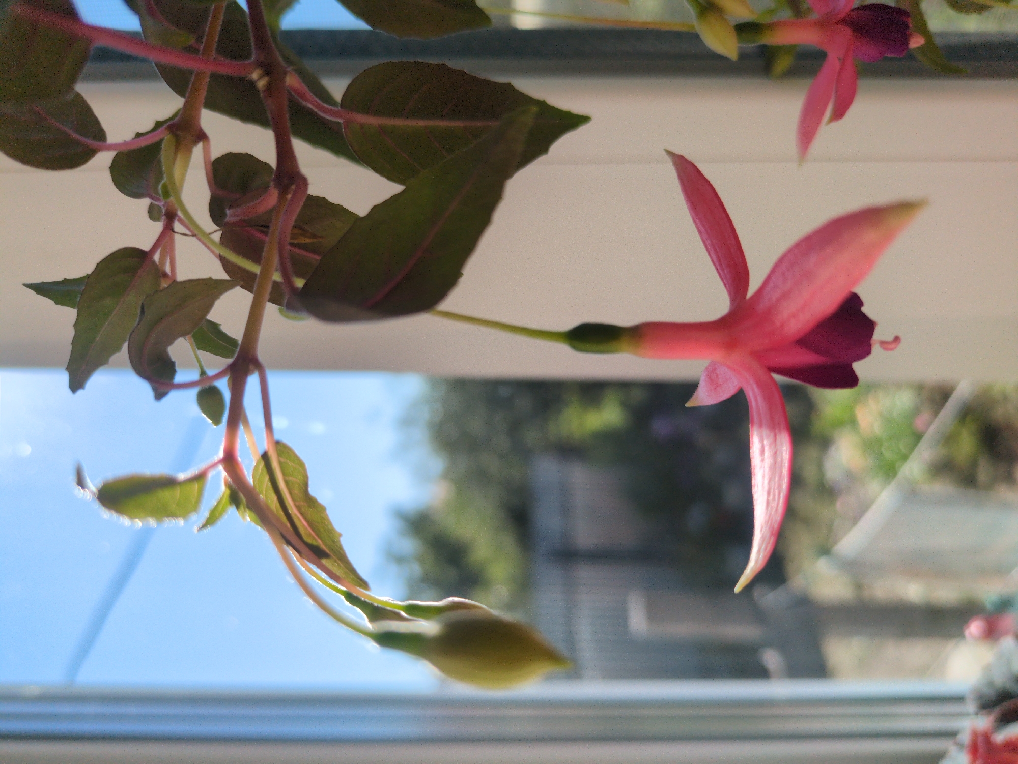 The image displays a close-up view of fuchsia flowers and buds hanging in front of a window. The fuchsia, a plant with delicate, pendulous flowers, is positioned to catch the sunlight filtering through the glass. The flowers are a vibrant pink and deep purple, with elongated petals and a prominent stamen. Several buds are also visible, some closed and green, others partially open and showing hints of pink. The background, seen through the window, is blurred and suggests an outdoor scene with trees and foliage. The overall impression is one of a bright, natural setting, possibly a windowsill garden. The scene does not contain any identifiable landmarks or elements that would specifically place it in Kulebaki, Russia.