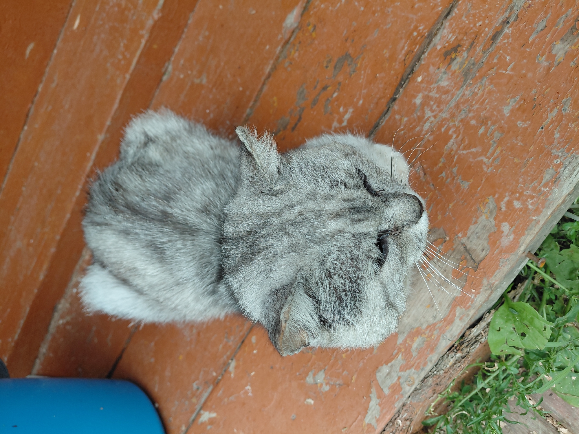 A grey tabby cat is lying on a weathered wooden porch, with a blue bucket visible in the upper left corner of the frame. The porch boards are painted a faded reddish-brown and show signs of wear and tear. Green foliage is visible along the left edge of the frame, bordering the porch. The cat's eyes are closed or partially closed, and its fur is short and striped. The scene appears to be outdoors, possibly in a residential setting. There are no people or other animals in the image.