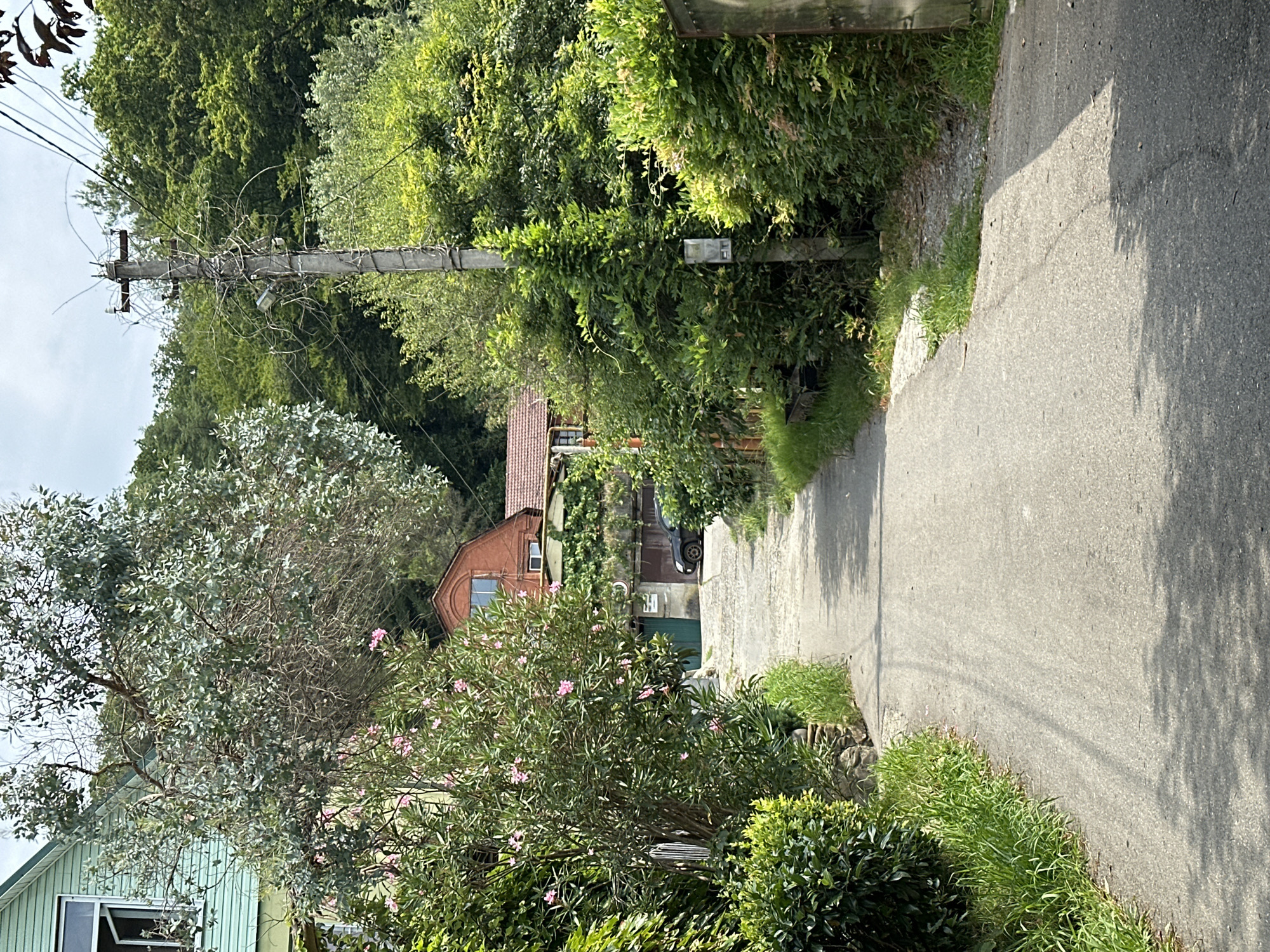 A narrow asphalt road winds through a lush, green, wooded area, likely in Sochi, Russia, given the vegetation and architecture. On the left, a light green, two-story house with a white-trimmed window is partially visible. To the right of the road, a mature tree with silvery-green leaves droops over the scene. Further down the road, a red brick house with a gabled roof and a small window is nestled among trees. A dark-colored car is parked in front of a garage with green doors. A weathered concrete utility pole with multiple wires and insulators stands to the right of the road, partially covered in greenery. The road is dappled with sunlight and shadows, indicating a partly cloudy day. The surrounding vegetation consists of dense trees, bushes, and grasses, creating a natural and slightly overgrown atmosphere.