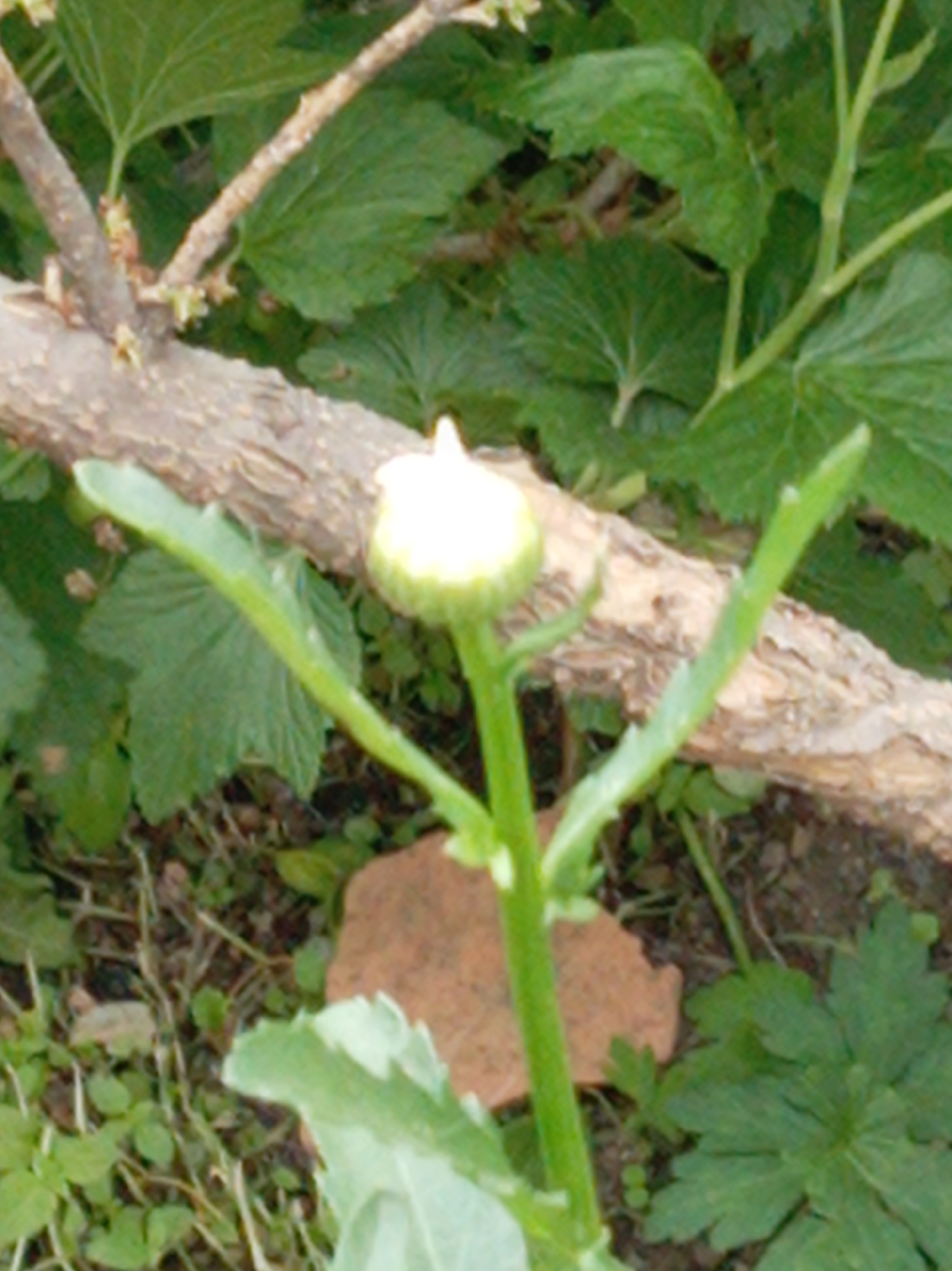 The image captures a close-up view of natural growth in an outdoor setting. The central subject is a tightly closed, white flower bud, positioned atop a thick, light green stem that stands vertically in the foreground. Several narrow, pointed green leaves extend from the stem, with some appearing to be sepals enclosing the bud.
A prominent, gnarled branch or root with light brown, textured bark runs horizontally across the middle of the frame, partially obscuring the background. The background is filled with various shades of green foliage, including larger, dark green leaves with lobed or serrated edges, likely from a shrub or tree, possibly a currant plant. Smaller, lighter green plants and ground cover are visible on the forest floor, along with dark soil and scattered debris.
On the ground to the right of the central stem, a reddish-brown, irregularly shaped object, possibly a piece of broken brick or pottery, is visible.
The scene depicts a natural, possibly cultivated, environment during daytime, indicated by the clear, natural lighting. There are no human or animal subjects, and consequently, no specific emotions are conveyed. No text is visible anywhere in the image. The image focuses on the intricate details of plant life and its immediate surroundings.
