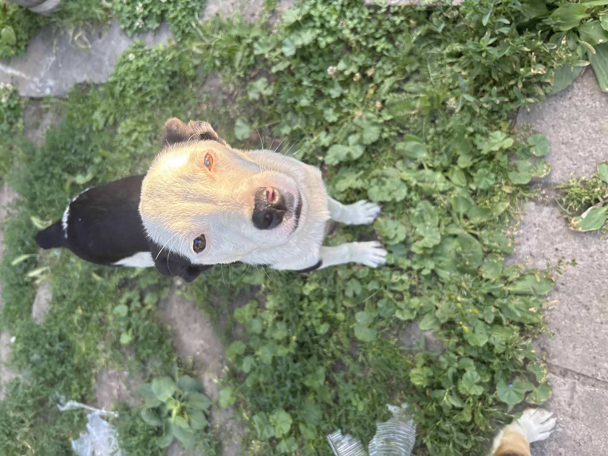 The media file shows a medium-sized dog with black and white markings sitting on a patch of grass and concrete. The dog is looking upwards, with its mouth slightly open and its pink tongue visible. The dog's head and face are illuminated by sunlight, creating a warm glow. Its eyes are wide and appear to be a light brown color. The background consists of green grass, some weeds, and rough concrete paving stones. There are also some plastic bottles visible in the lower right and lower left corners of the image, suggesting a somewhat unkempt outdoor environment. The lighting suggests it is daytime, possibly late afternoon due to the warm light. The dog's posture and upward gaze could indicate it is waiting for attention or food, or perhaps looking at its owner. The overall impression is one of a curious and alert dog in an outdoor setting. There is no visible text in the image.