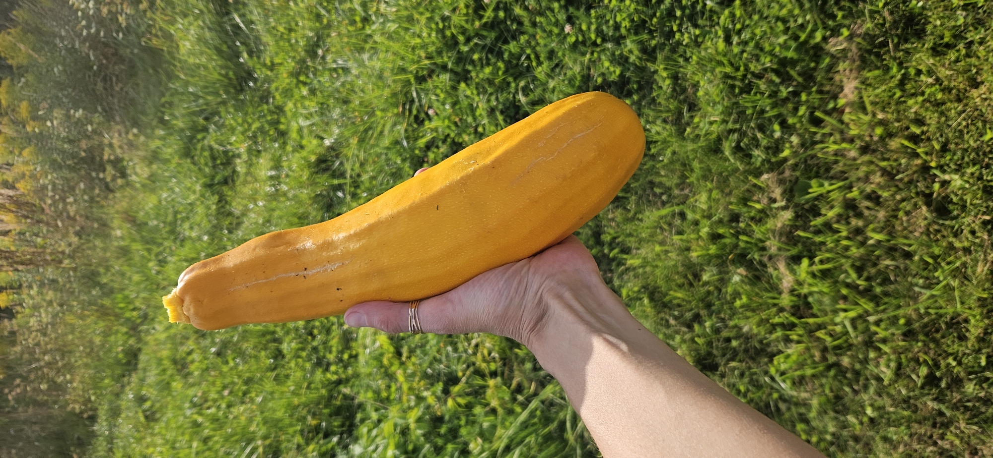 A hand wearing a thin gold ring holds a long, bright yellow zucchini. The zucchini has a smooth, slightly shiny skin with some faint vertical ridges and a few small dark spots. The top of the zucchini appears to have been broken off, leaving a jagged edge. The hand and zucchini are positioned in the foreground against a blurred background of green grass and some distant foliage under a bright sky. The scene appears to be outdoors, possibly in a rural or park-like setting within the Мазалаўскі сельскі Савет in Belarus. The lighting suggests it is daytime.