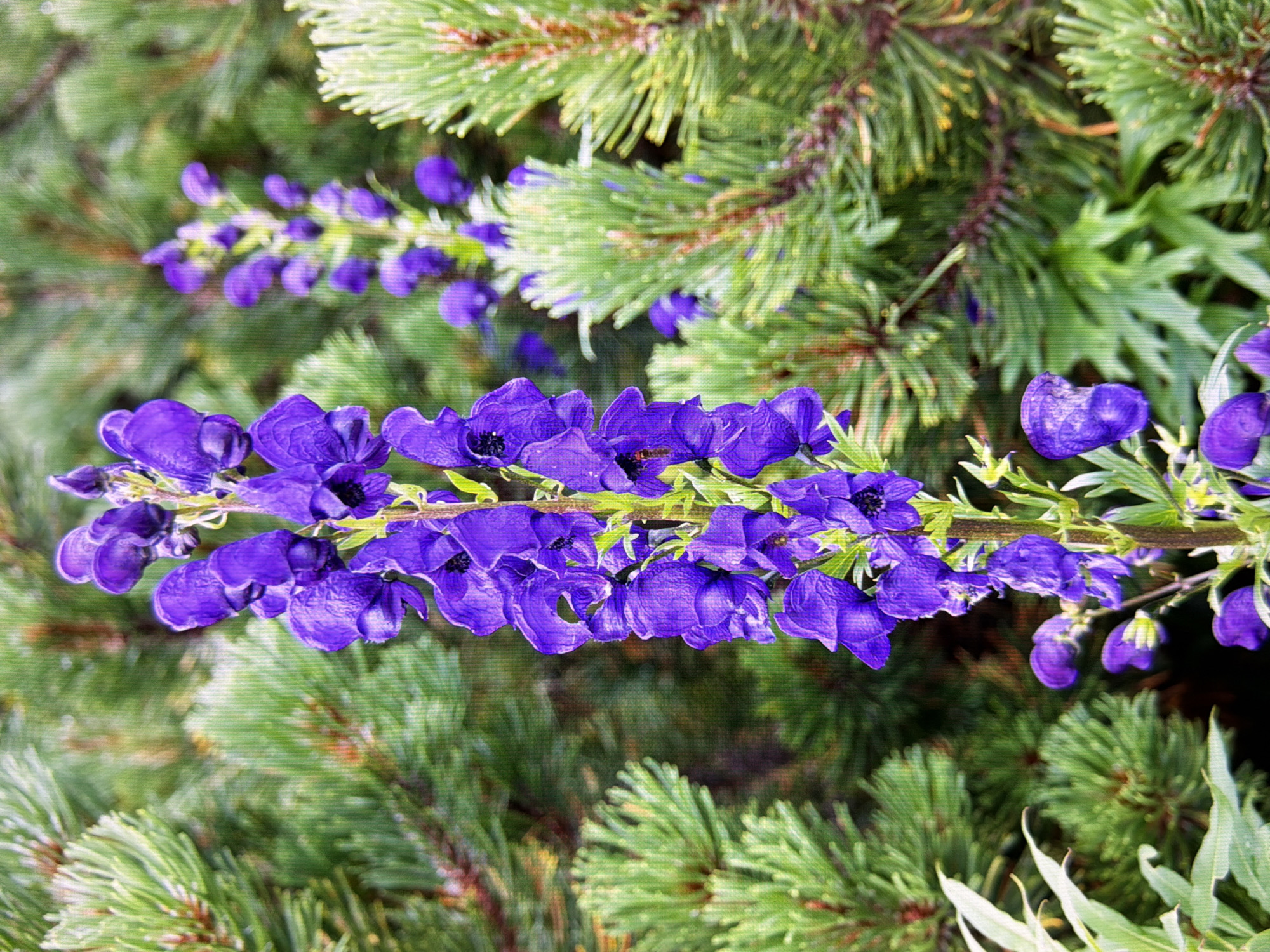 A vertical, medium shot captures a cluster of vibrant purple flowers in bloom, likely aconite, set against a soft-focus backdrop of green pine needles. The flowers are arranged on a tall, slender stalk, with individual blooms showcasing a hooded, helmet-like shape. The foreground is dominated by the main stalk of purple flowers, with a second, less distinct stalk visible further back and to the right. Pine branches fill the background, creating a natural, outdoor setting. The image does not contain any people, actions, or specific locations within Kyiv, Ukraine.
