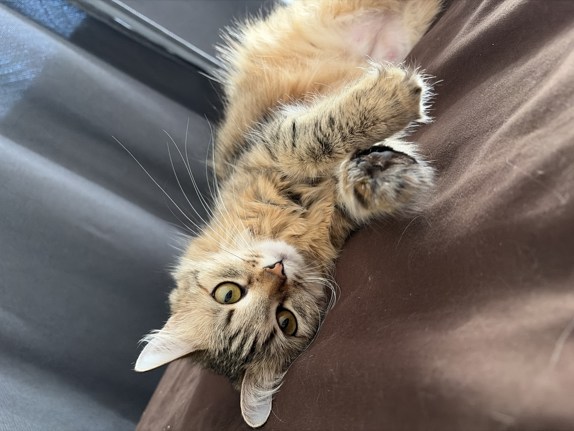 A medium, indoor shot captures a fluffy, brown and tan tabby cat lying on its back on a brown fabric surface. The cat's green eyes are open, and it is looking directly at the camera. The cat's paws are curled up towards its chest. A gray curtain is visible in the background on the left side of the image. The location is implied to be in the city of Chaikovsky, Russia, based on the user's prompt, but there are no specific identifiable elements within the image itself to confirm that.