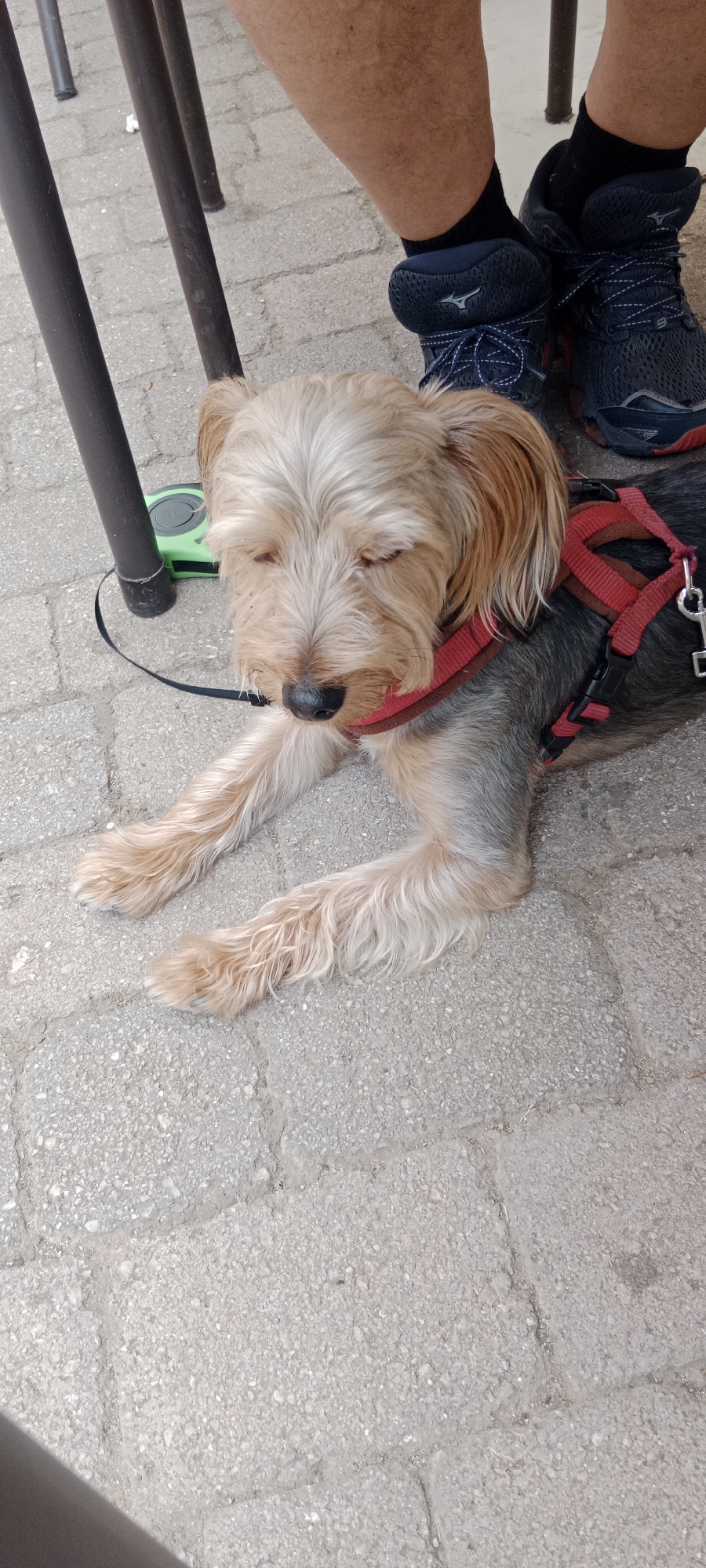 A small dog, likely a Yorkshire Terrier, with light brown and gray fur, lies on a paved surface with its eyes closed. It is wearing a red harness. The dog's front paws are resting in front of it. In the background, a person's legs are visible, wearing dark socks and blue athletic shoes. A metal table leg is to the left of the dog, and a green retractable leash is partially visible underneath it. The scene appears to be outdoors on a paved area, possibly a patio or sidewalk, in Riaza, Spain.