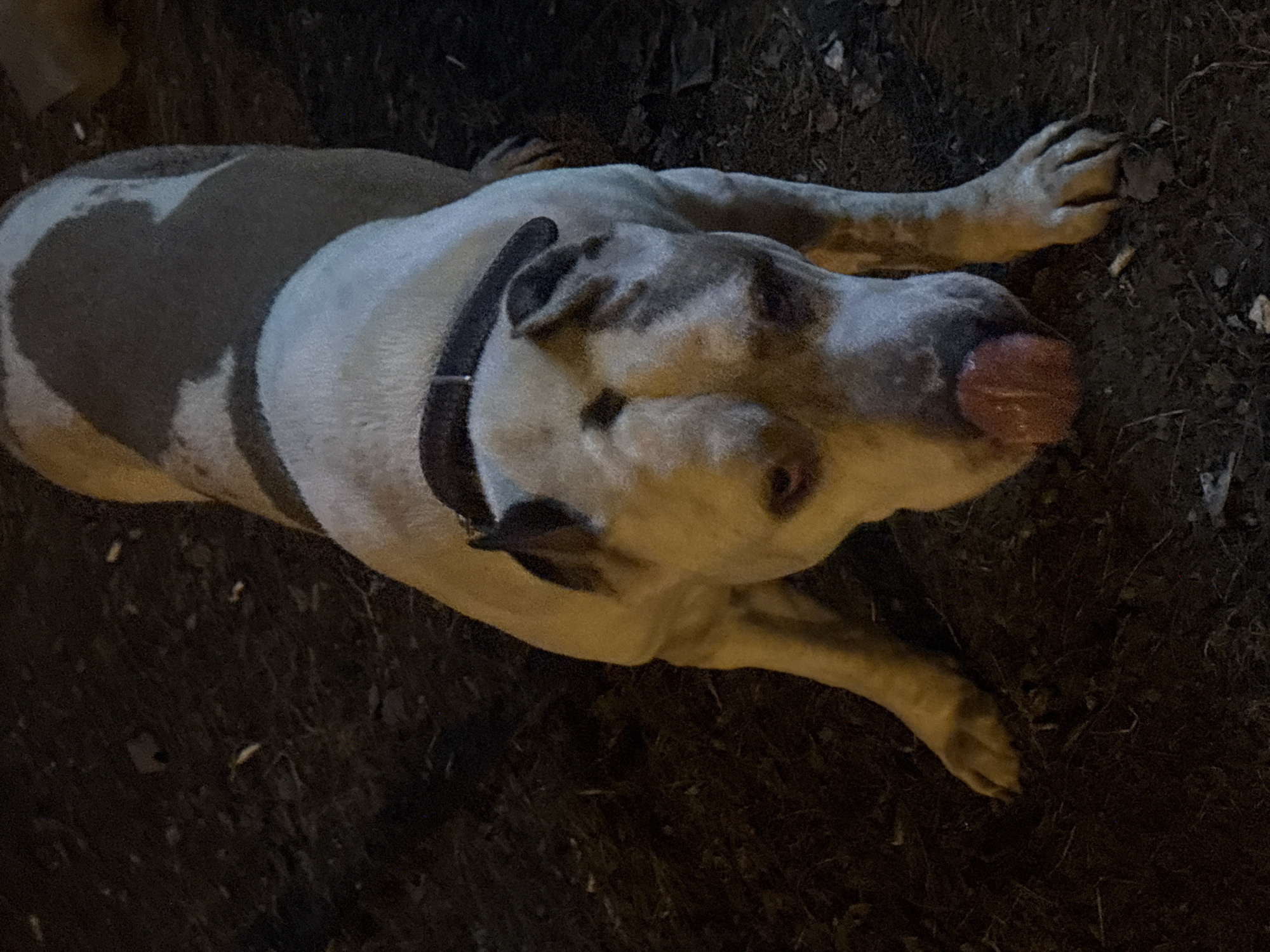 The image displays a dog, possibly a Pit Bull or similar breed, with light-colored fur (tan and white with darker patches) lying on the ground. The dog is wearing a dark collar. It is positioned on a dark, dirt-like surface, possibly with some scattered organic debris such as leaves. The dog's head is tilted upwards, looking towards the viewer, with its pink tongue slightly extended.
The scene is set outdoors, under very dim lighting conditions, indicating it is likely nighttime. The background is largely obscured by darkness, making the dog the prominent subject, illuminated by an unseen light source. The dog appears calm and relaxed, possibly displaying curiosity as it looks up. No human subjects or visible text are present in the image. The location is specified as Krasnoyarsk, Russia.