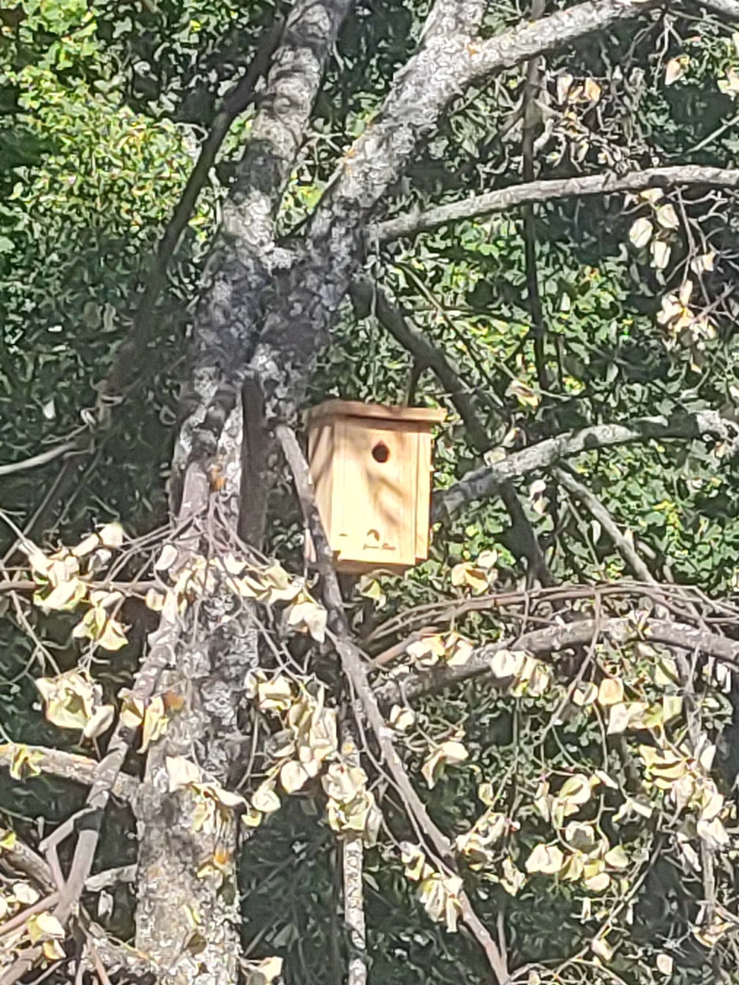 A wooden birdhouse is mounted on a tree branch amidst dense green foliage. The birdhouse is light brown with a circular opening on its front. The tree itself has rough, gray bark and is covered in numerous branches, some of which are bare and have fallen leaves. The background consists of more green leaves and branches, suggesting an outdoor, natural setting. The scene appears to be captured in daylight, with sunlight filtering through the leaves. The specific location in San Ildefonso, Spain, cannot be determined from the visual information provided in the image.