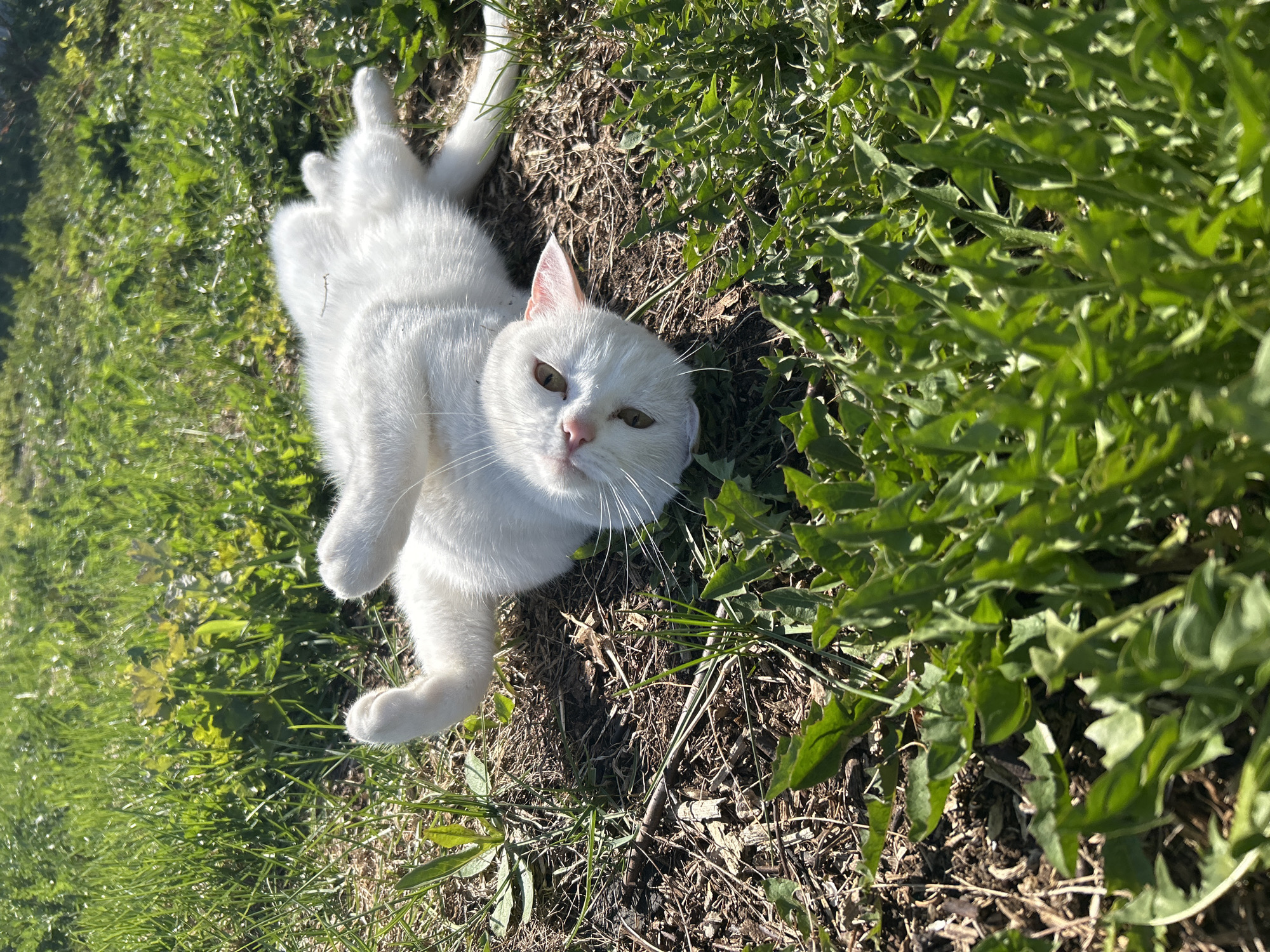 A white cat is lying on its back in a patch of grass and weeds. The cat's paws are curled up, and it is looking directly at the camera. The cat is positioned in the lower-left portion of the frame. The foreground and background are mostly green grass and various weeds. The scene is sunlit, creating sharp shadows. I lack the information to confirm that this scene is taking place in Chaikovsky, Russia.