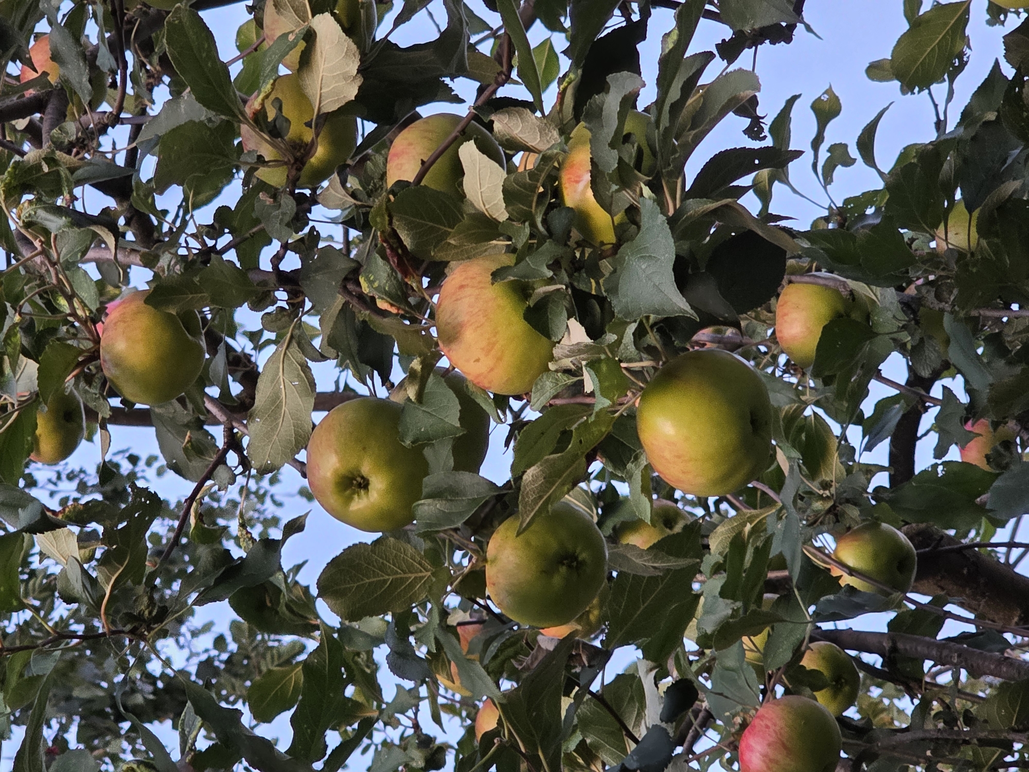 A close-up, low-angle shot captures a branch of an apple tree laden with ripe apples against a clear, pale blue sky. The apples, predominantly green with patches of yellow and red, hang from thin branches, partially obscured by dense green leaves. Some apples are round and full, while others appear slightly flattened or elongated. The leaves exhibit varied textures, some smooth and others with serrated edges, and many show signs of wear and tear, with small holes and torn sections. The overall impression is one of abundance and the natural beauty of a fruit-bearing tree in an outdoor setting. The image does not contain any people or show a specific location within a city.