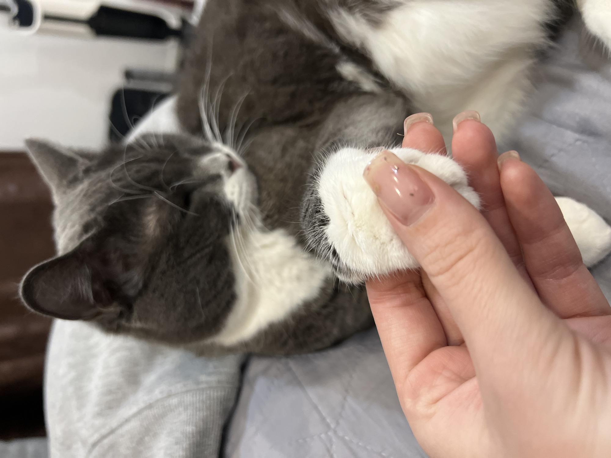 A gray and white cat is being held by a person. The cat is lying on its side, with its head facing left. The person's hand is holding the cat's white paw. The person has manicured nails. The background is blurry and out of focus. The location and city is unknown.