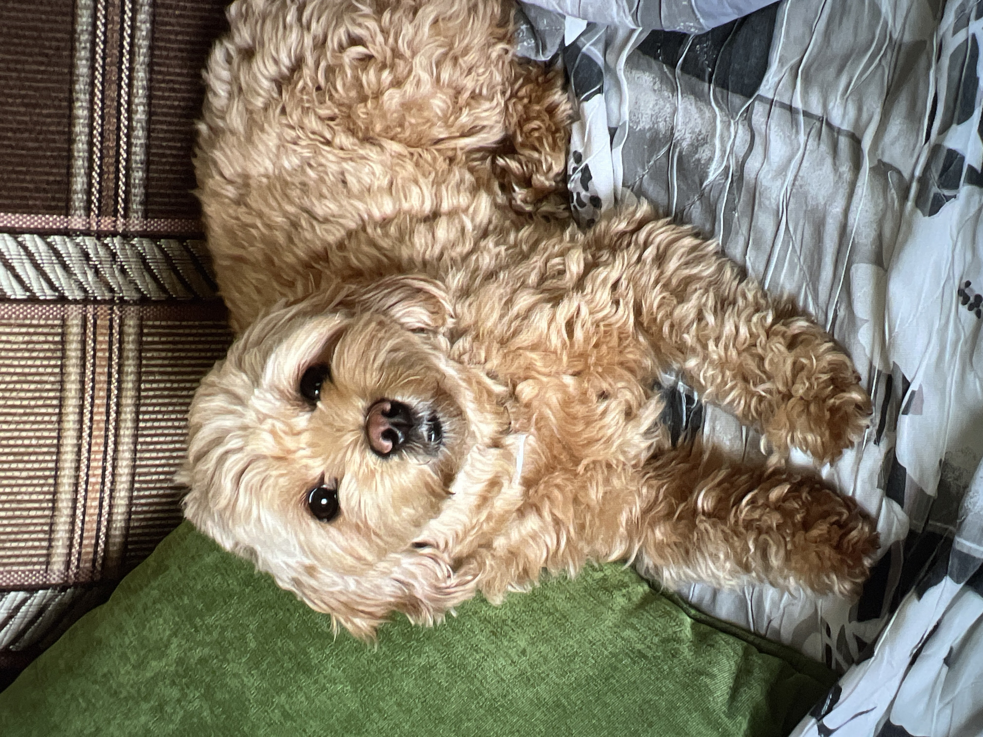 A fluffy, light brown poodle-mix dog is lying down on a patterned comforter. The dog is facing the camera with its head slightly tilted. To the left of the dog is a bright green pillow, and behind the dog is a couch with a brown and tan plaid pattern. The dog's fur is curly and appears to be a sandy or light apricot color. Its eyes are dark brown, and its nose is a dark pinkish-brown. The dog's front paws are resting on the comforter, which has a pattern of grey and white floral or abstract shapes with thin grey stripes. The scene appears to be indoors, likely in a living room or bedroom. There is no indication of the location being in the city of Unknown, Russia.