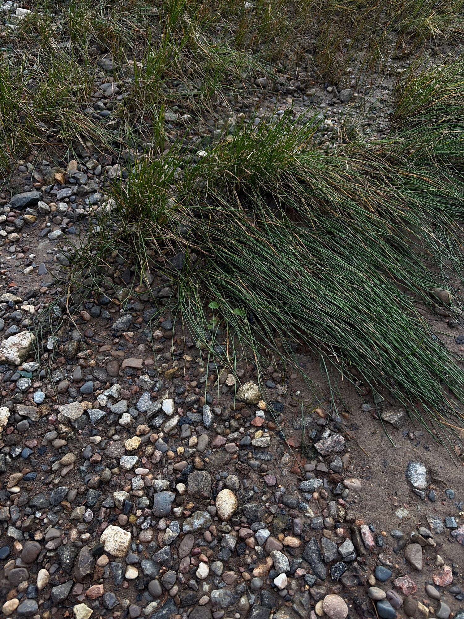 This is a close-up, ground-level photograph of a coarse gravel and sand shore with patches of green grass. The environment appears natural, with no signs of human development or activity. The lighting is overcast, suggesting a cloudy day. The scene could be located along the banks of the Northern Dvina River in Arkhangelsk, Russia, given the rocky, alluvial terrain and the presence of hardy vegetation typical of a northern climate. There are no people or animals visible in the image. The image is a detailed study of the texture and composition of the ground cover.