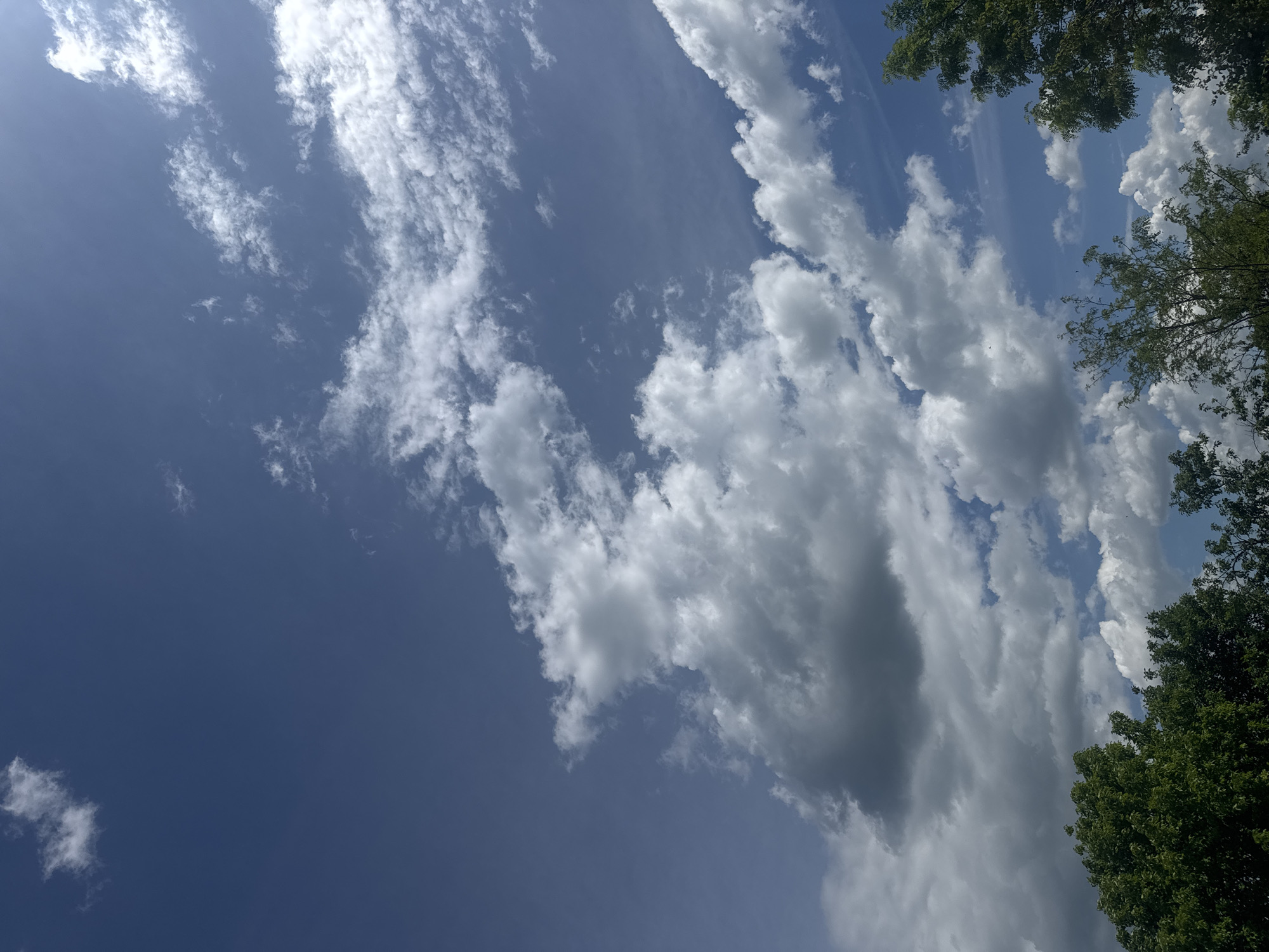 The image shows a view of the sky with trees at the upper right corner. A mix of cirrus and cumulus clouds are scattered across a blue sky. The photo appears to have been taken during the day. The location, Sarnevo, Bulgaria, is not visually verifiable. No people or actions are visible.