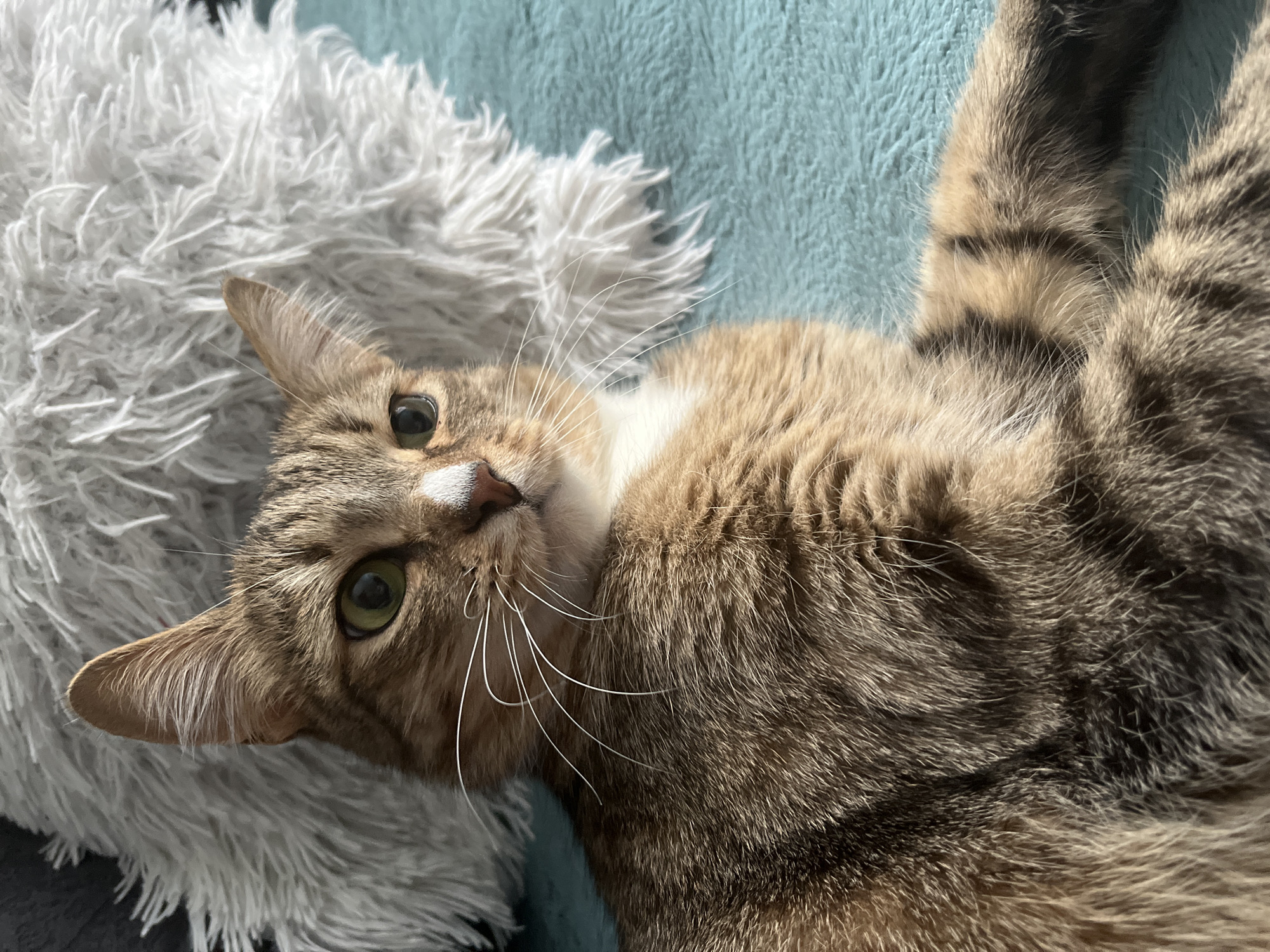 A medium shot captures a cat lounging on what appears to be a light blue, soft blanket. A fluffy, white pillow rests beside the cat's head. The cat has a tabby pattern with shades of brown and white fur, a white patch on its chest, and white whiskers. Its eyes are green and almond-shaped, looking towards the camera. The background lacks distinctive features to determine the location. There is no verifiable connection to the city of Izhevsk, Russia. The image depicts a domestic scene with a cat relaxing on soft bedding.