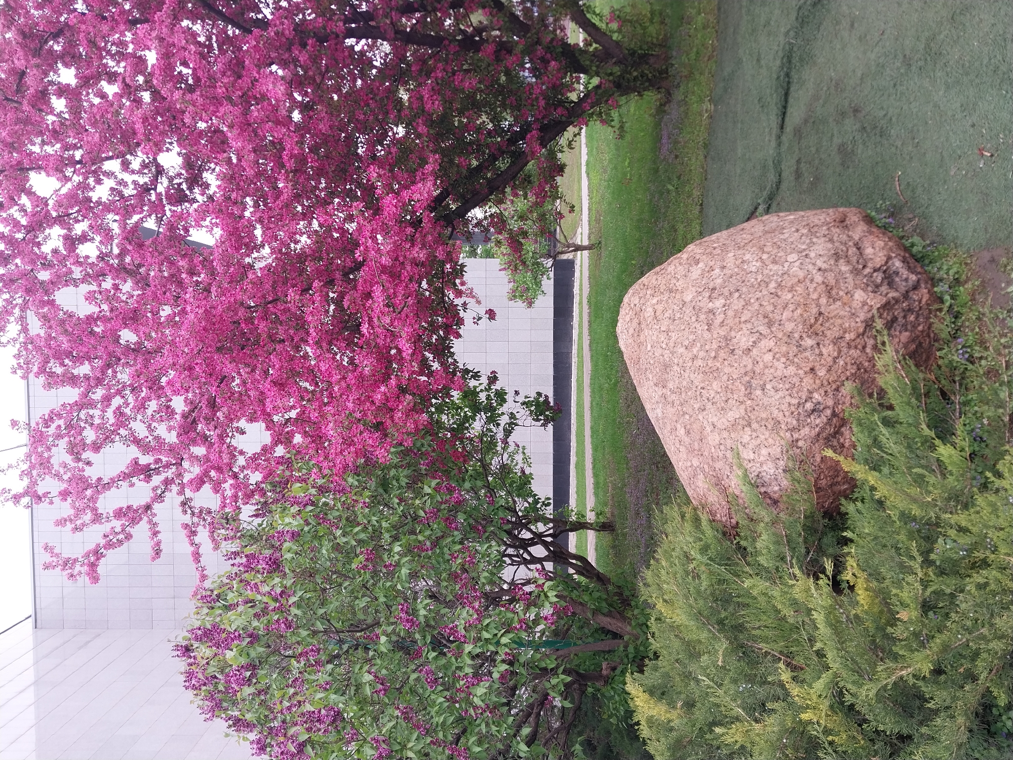 The image shows a park scene in Orenburg, Russia. A large, light brown boulder sits near a sidewalk and lawn. A light green juniper bush is in front of the boulder. Behind the boulder, there are flowering trees, one with bright pink blossoms and another with purple flowers. A building with white and dark grey tiling is in the background. A grassy strip can be seen behind the building.
