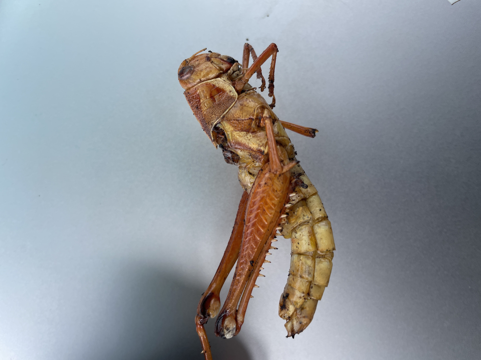 A dead, brown, and yellow grasshopper is on a grey or light blue surface. The grasshopper is positioned on its side, with its legs extended. The body appears to be segmented. The location is unspecified; the city of Jos, Nigeria cannot be confirmed from the image.
