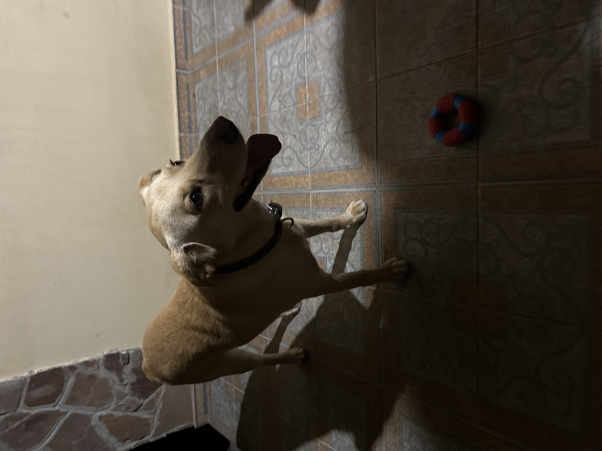 A medium-sized, light brown dog stands on a tiled floor with its mouth open and tongue hanging out. The dog is facing to the right and is wearing a dark collar. To the right of the dog, on the floor, is a red and blue ring-shaped dog toy. The background appears to be an interior wall with stone accents on the left. The lighting suggests it is evening or nighttime, with shadows cast on the floor. The scene is not identifiable as being in the city of Sochi, Russia.