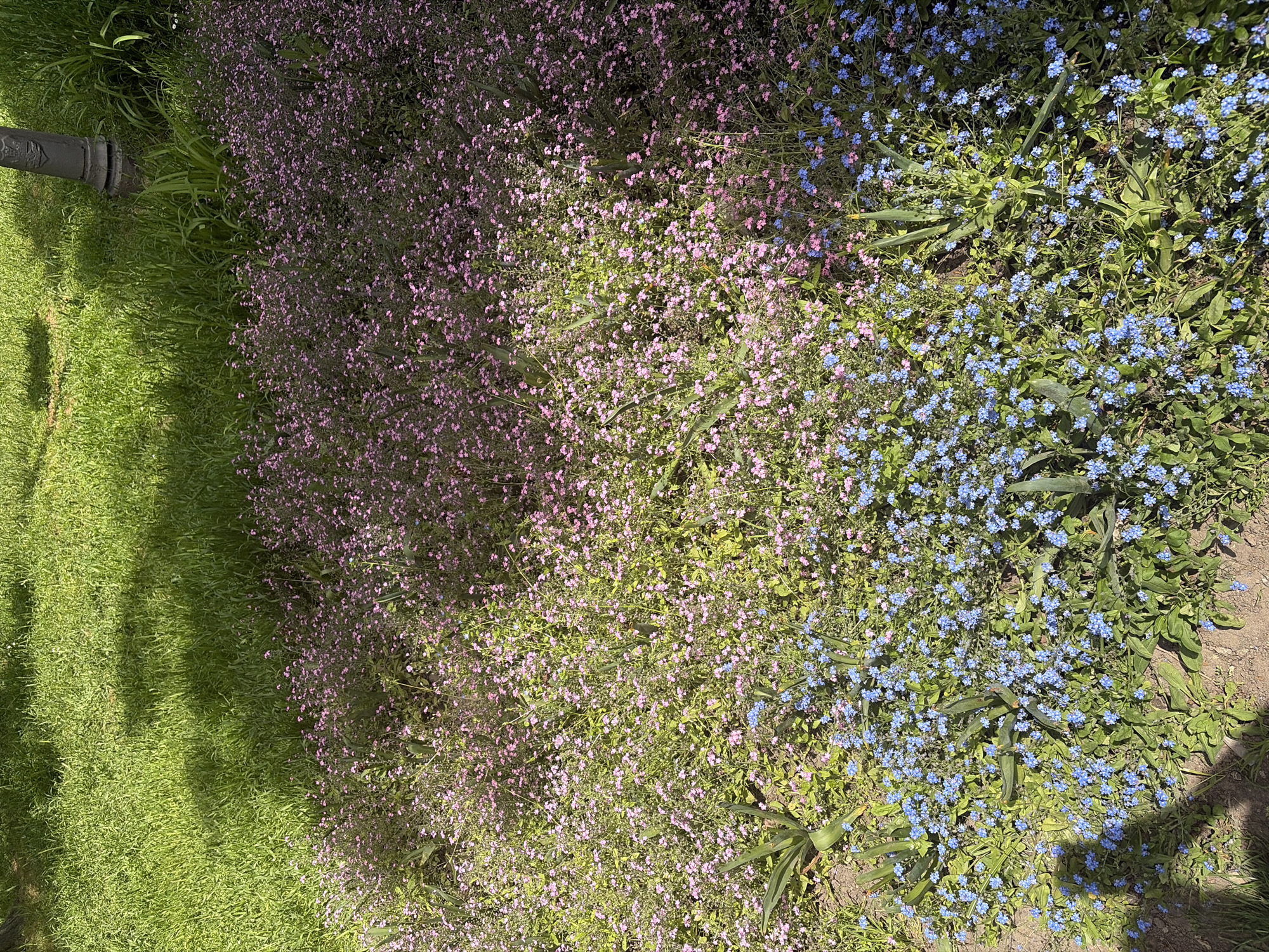 The image depicts a garden bed in Belgrade, Serbia, featuring two types of flowers: pink flowers on the left and blue forget-me-nots on the right. To the left of the flowers is a patch of green grass. The flowers appear densely packed. A dark pole or post is partially visible in the upper left corner. The garden bed appears to be adjacent to the grass. The image is taken from directly above, providing an aerial view of the scene.