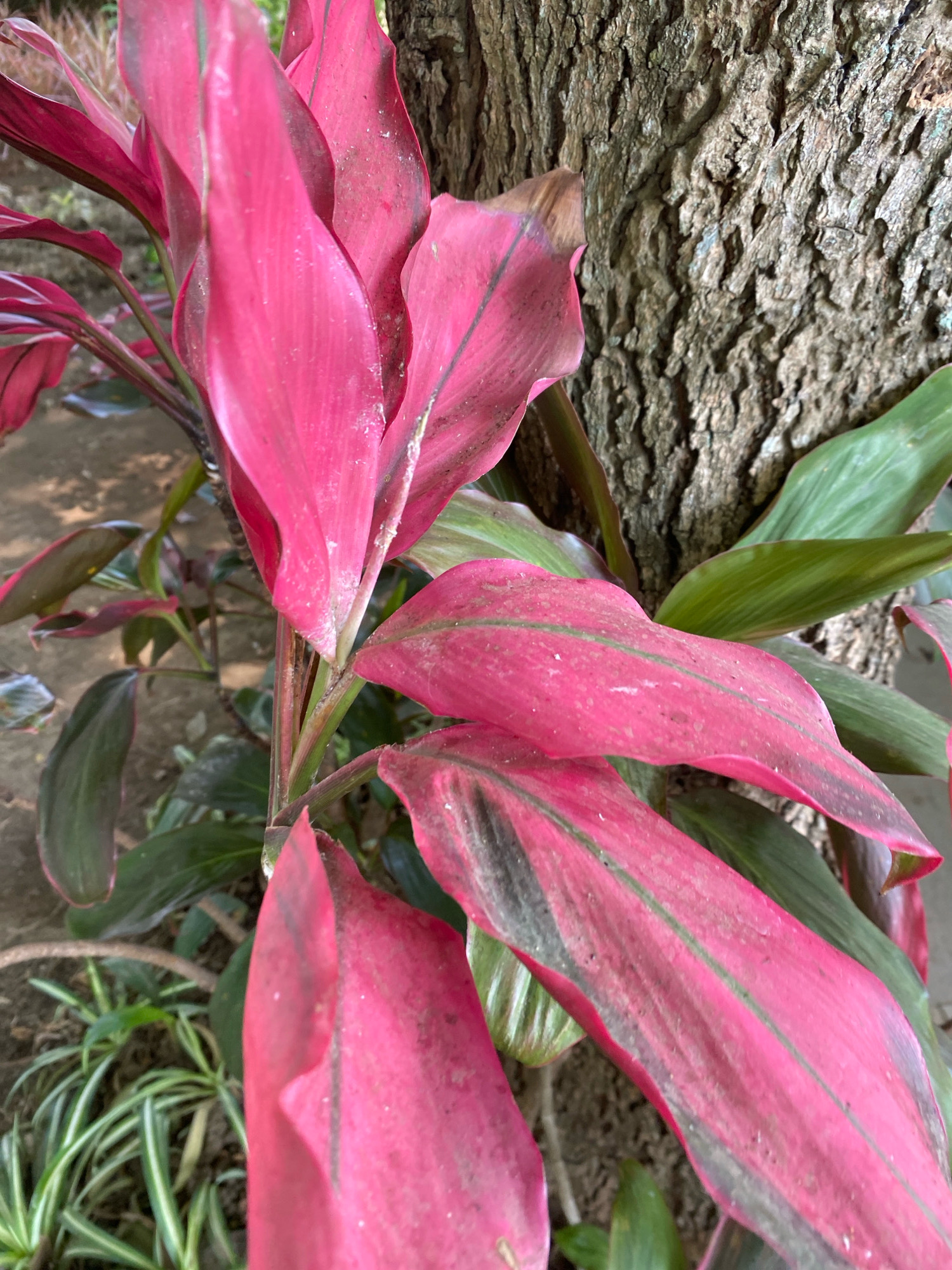An outdoor, eye-level, close-up shot features a bright pink ti plant with variegated leaves and a textured tree trunk behind it. The ti plant's leaves are large and pointed, with a glossy sheen and dark green or black streaks running lengthwise. Some leaves are partially obscured by others, creating a layered effect. A rough, gray-brown tree trunk occupies the right side of the frame, its bark deeply grooved and weathered. The ground below the plant is a mixture of dirt and a few blades of striped green and white grass. The scene appears to be set in a garden or natural outdoor environment. There are no people or animals visible.