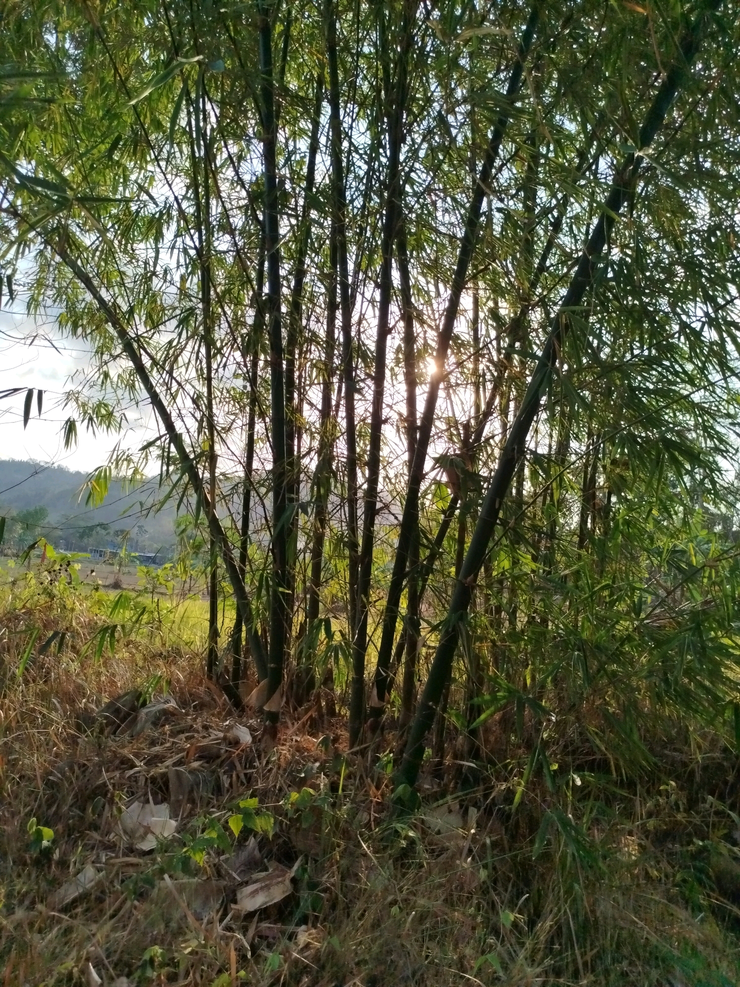 The image depicts a dense cluster of bamboo stalks in the foreground, with sunlight filtering through the leaves and branches. The bamboo is situated in an outdoor environment. In the background, a grassy field can be seen, with a gently sloping hill and scattered structures. The overall impression is of a natural, rural setting, possibly on the outskirts of a village or town. The presence of debris at the base of the bamboo suggests a less-maintained area. The lighting indicates it is likely daytime, with the sun positioned behind the bamboo, creating a silhouetted effect and lens flare.