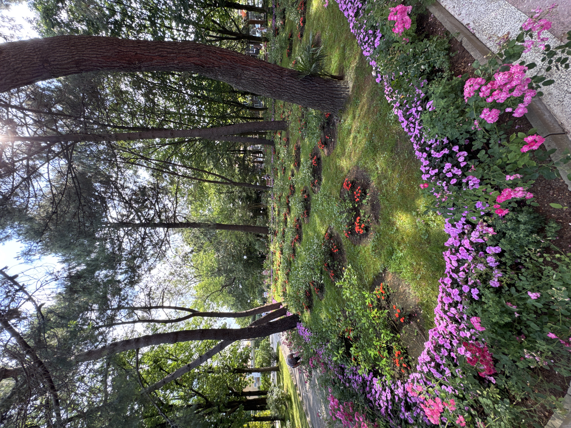 The media file depicts a sun-dappled park scene in Sochi, Russia. The foreground is dominated by a curved flower bed brimming with vibrant pink and purple roses, interspersed with smaller red flowers. These blossoms are lush and in full bloom, creating a visually striking contrast against the surrounding green grass and the rough-textured bark of a large tree trunk that runs diagonally across the frame. Sunlight filters through the dense canopy of trees in the background, casting patterns of light and shadow on the lawn and the pathway that curves through the park.
The scene appears serene and tranquil, suggesting a pleasant day. The presence of a person in the middle ground, partially visible and bent over, hints at someone tending to the garden or simply enjoying the park. The overall atmosphere is one of natural beauty and peaceful enjoyment. The location cues, such as the style of the trees and the general ambiance of a coastal city park, are consistent with Sochi, Russia. No visible text is present in the image. The time of day appears to be late morning or early afternoon, given the quality of the sunlight and the shadows. The weather is likely fair and warm, conducive to outdoor activity.